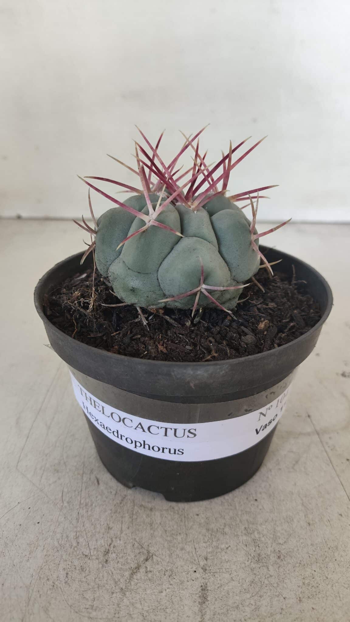 THELOCACTUS Hexaedrophorus Nº 104 – VASO 11