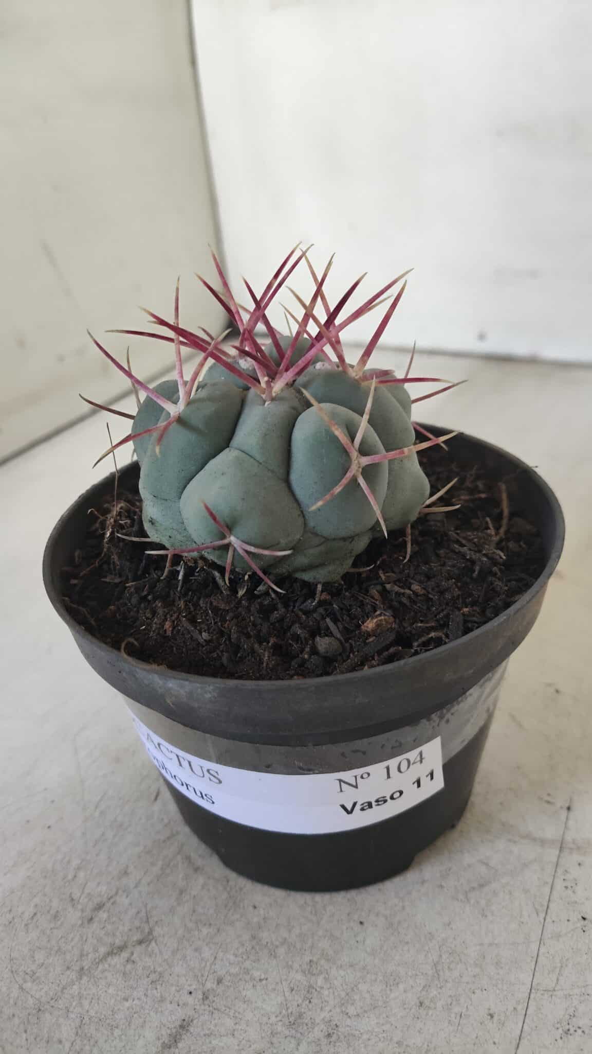 THELOCACTUS Hexaedrophorus Nº 104 – VASO 11