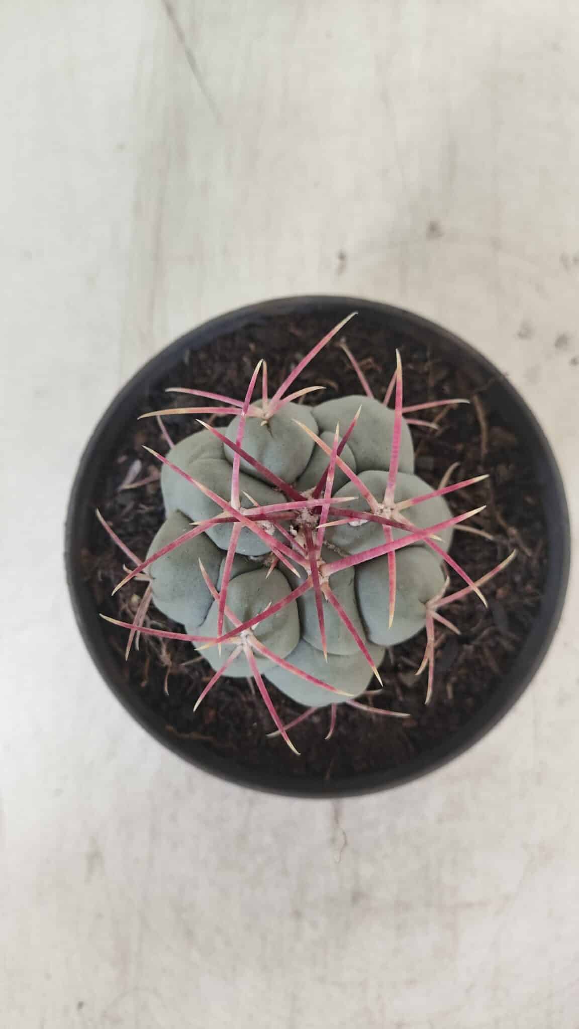 THELOCACTUS Hexaedrophorus Nº 104 – VASO 11