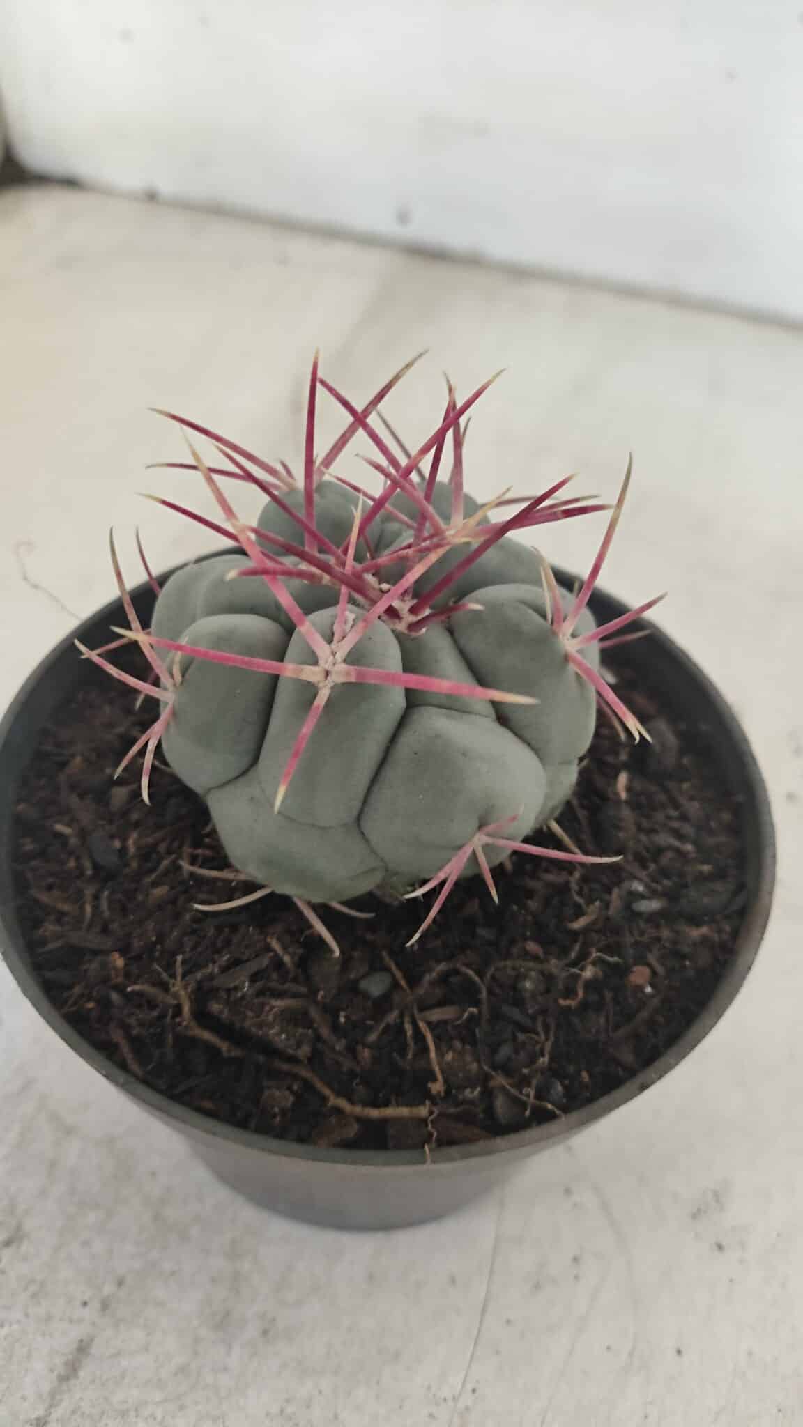 THELOCACTUS Hexaedrophorus Nº 104 – VASO 11