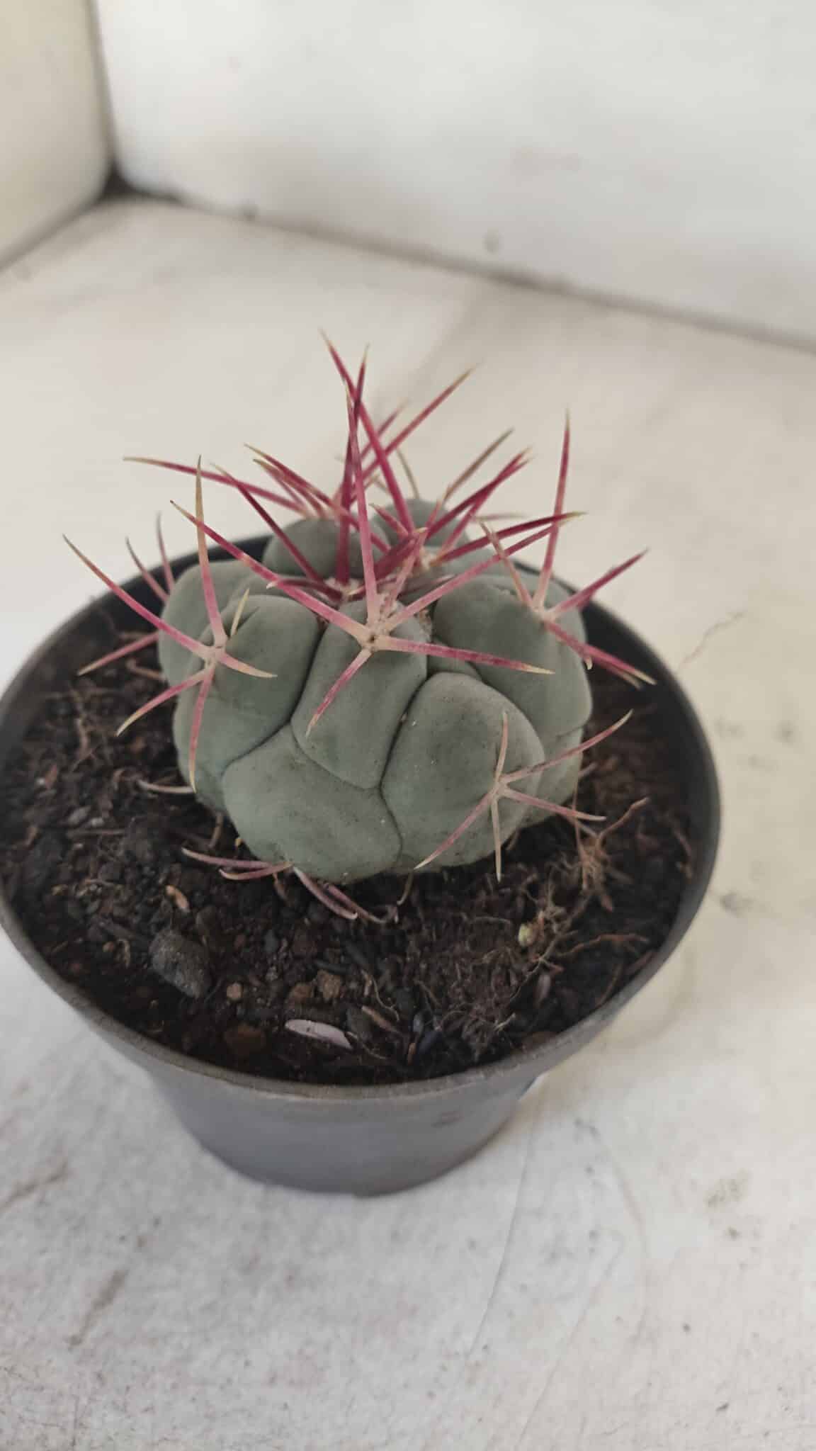 THELOCACTUS Hexaedrophorus Nº 104 – VASO 11