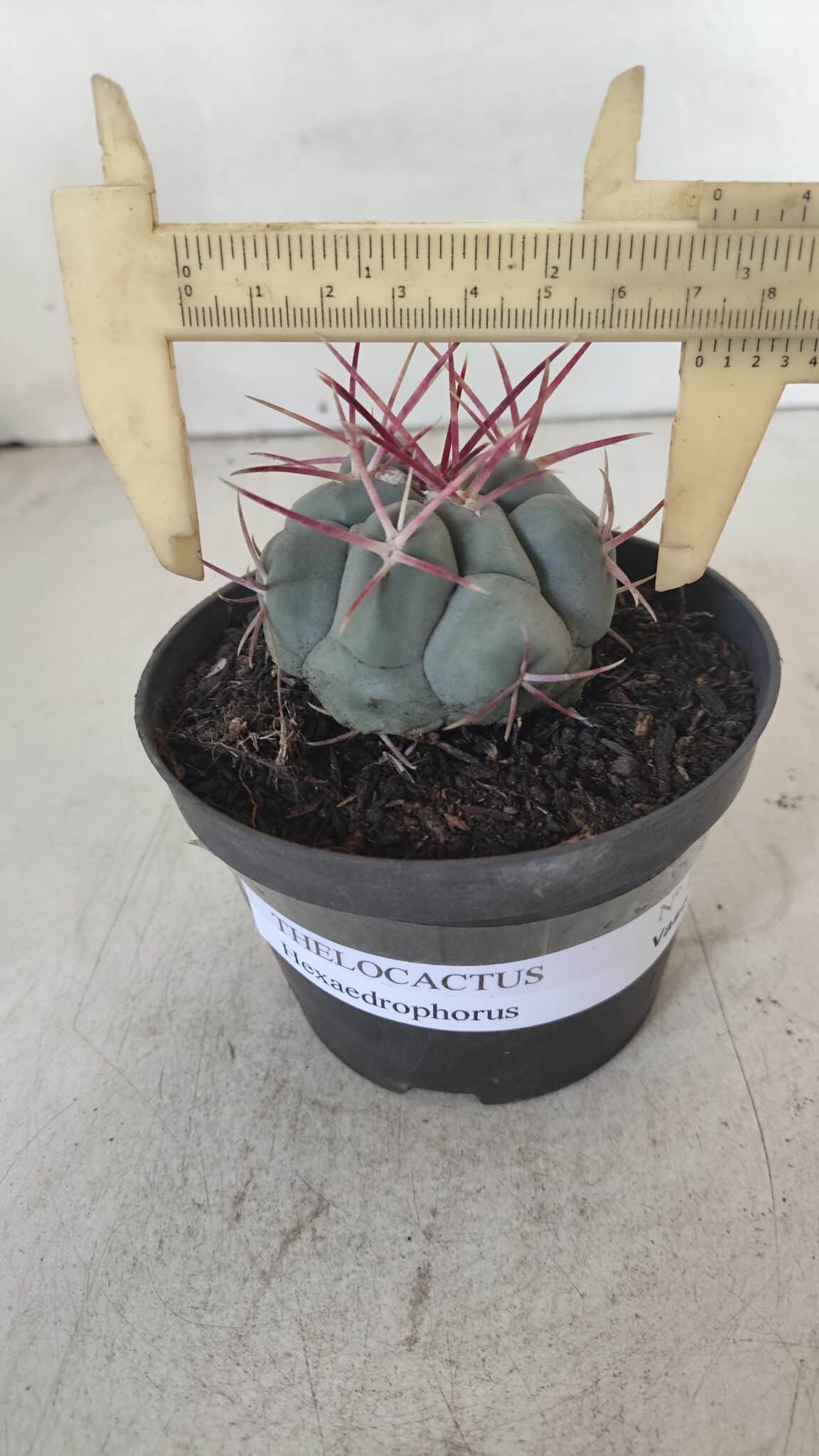 THELOCACTUS Hexaedrophorus Nº 104 – VASO 11