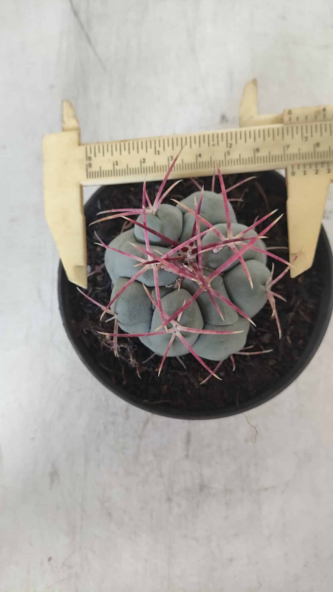 THELOCACTUS Hexaedrophorus Nº 104 – VASO 11