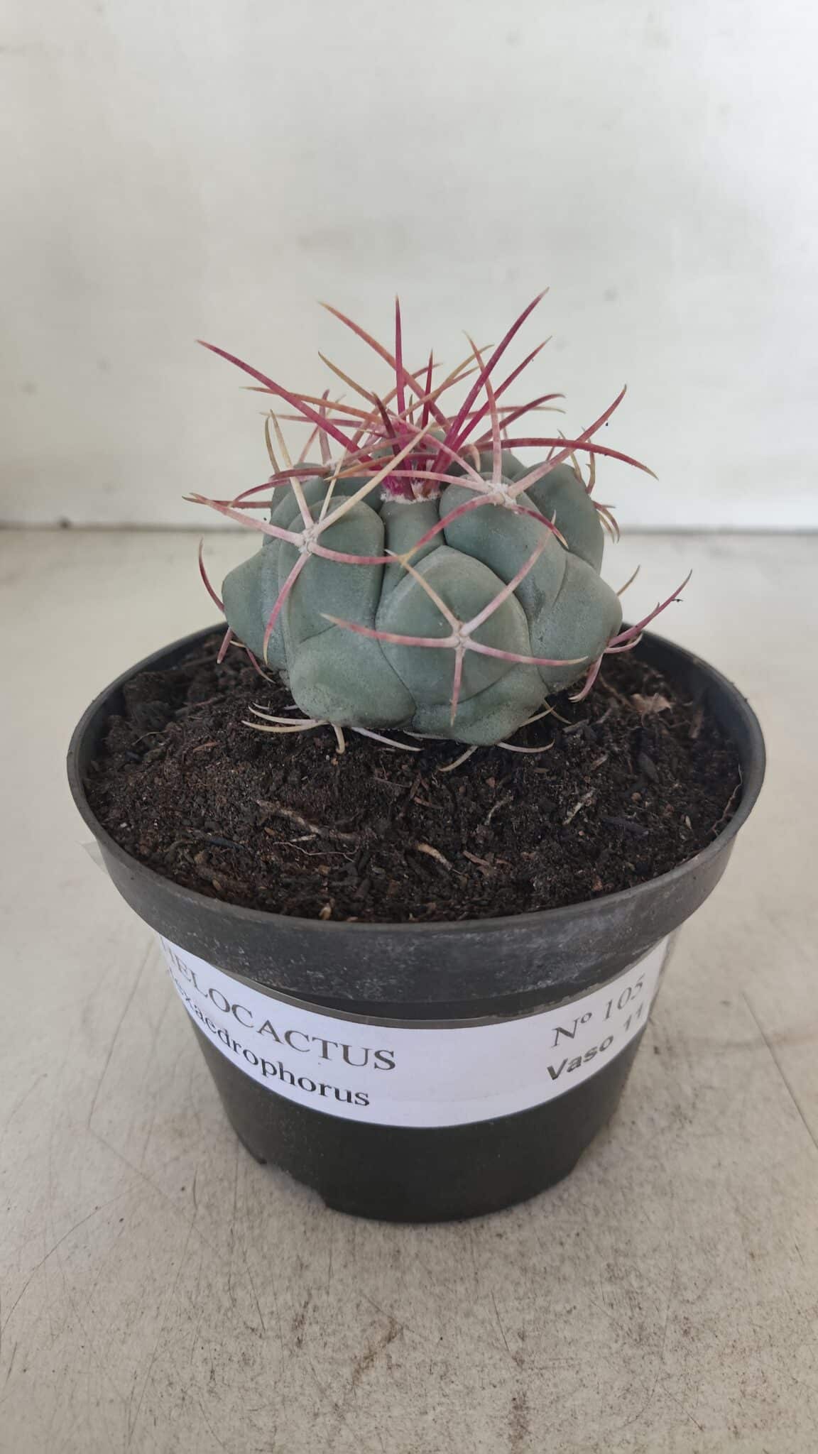 THELOCACTUS Hexaedrophorus Nº 105 – VASO 11