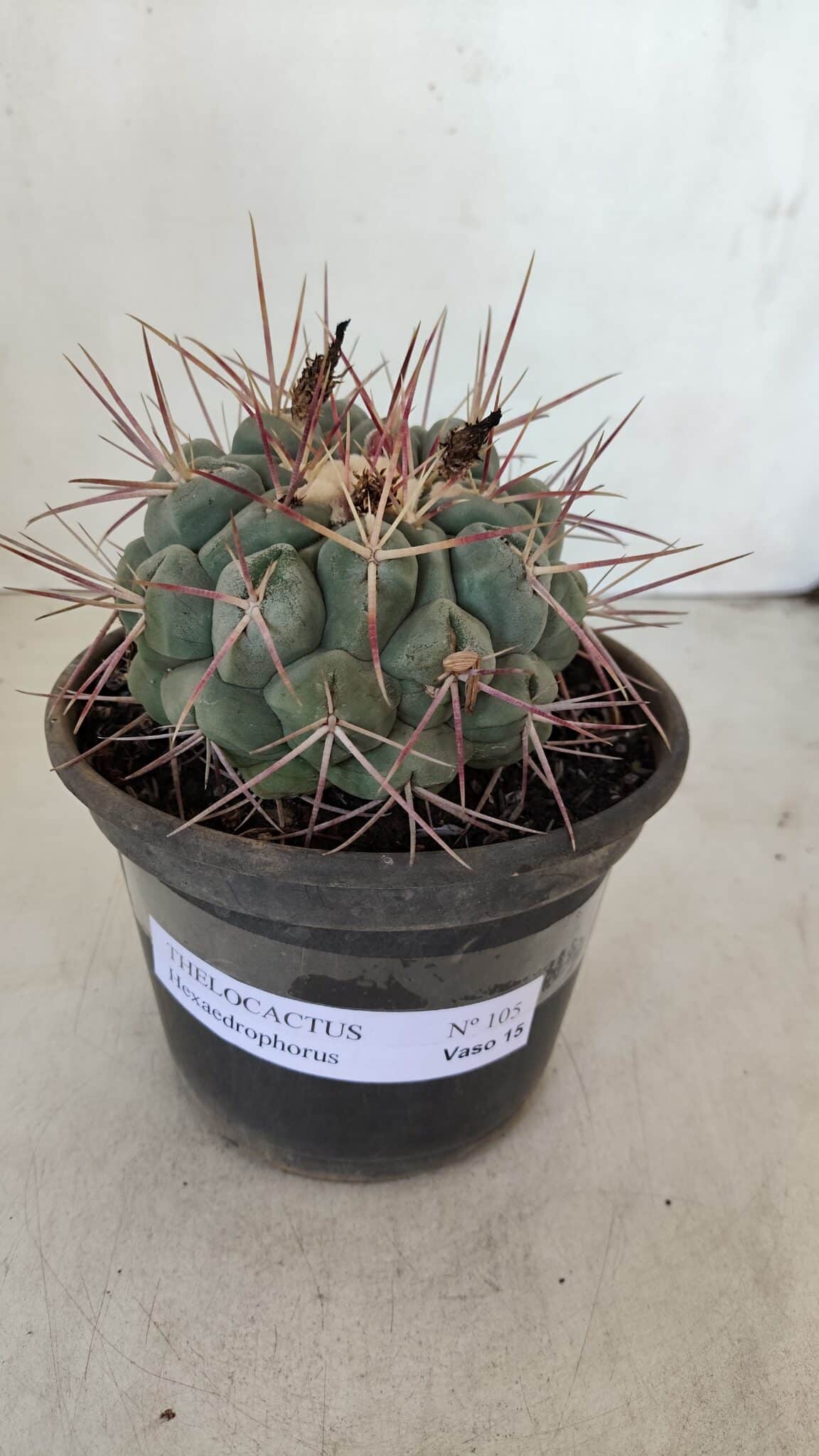 THELOCACTUS Hexaedrophorus Nº 105 – VASO 15 - foto 2