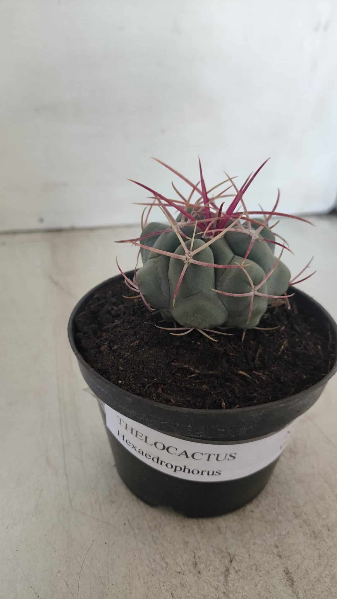 THELOCACTUS Hexaedrophorus Nº 105 – VASO 11