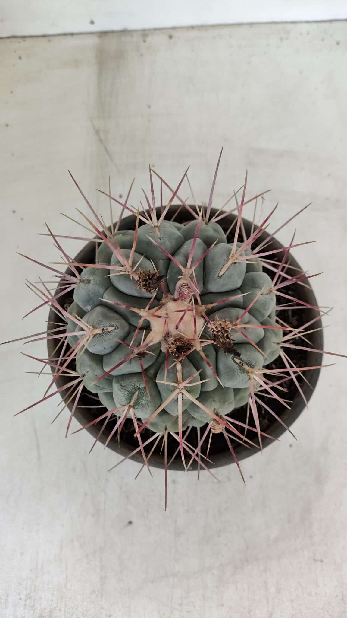 THELOCACTUS Hexaedrophorus Nº 105 – VASO 15 - foto 3