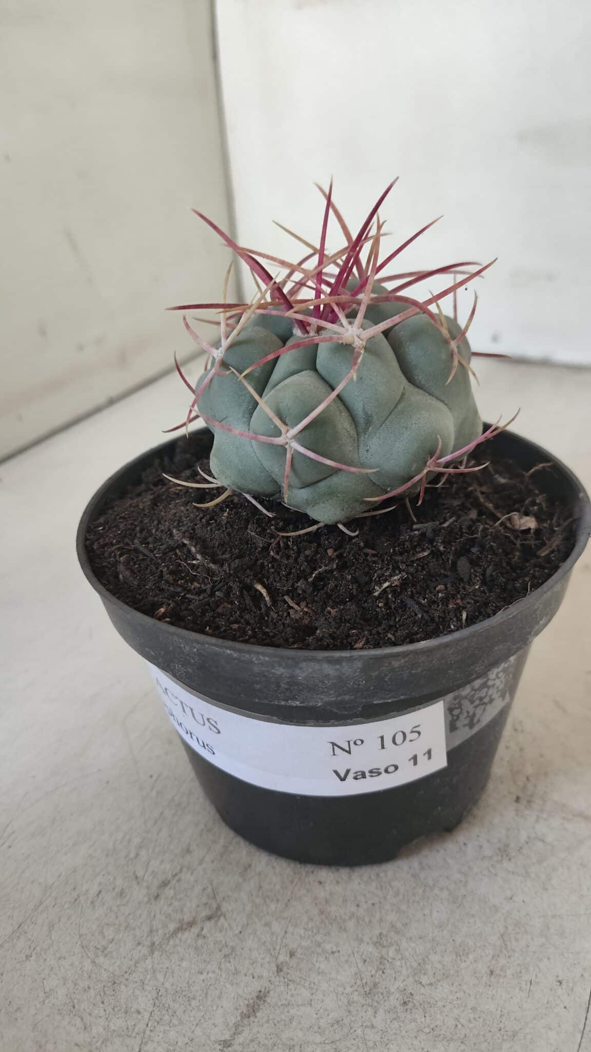 THELOCACTUS Hexaedrophorus Nº 105 – VASO 11