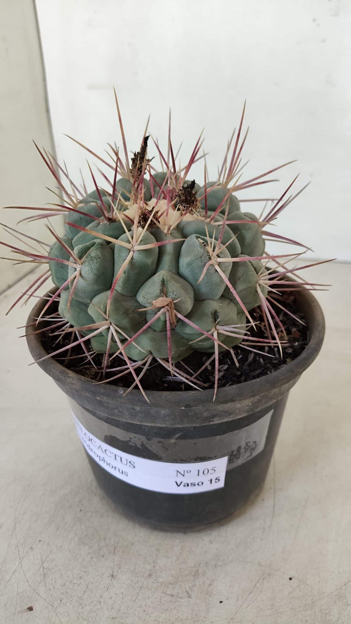 THELOCACTUS Hexaedrophorus Nº 105 – VASO 15 - foto 9
