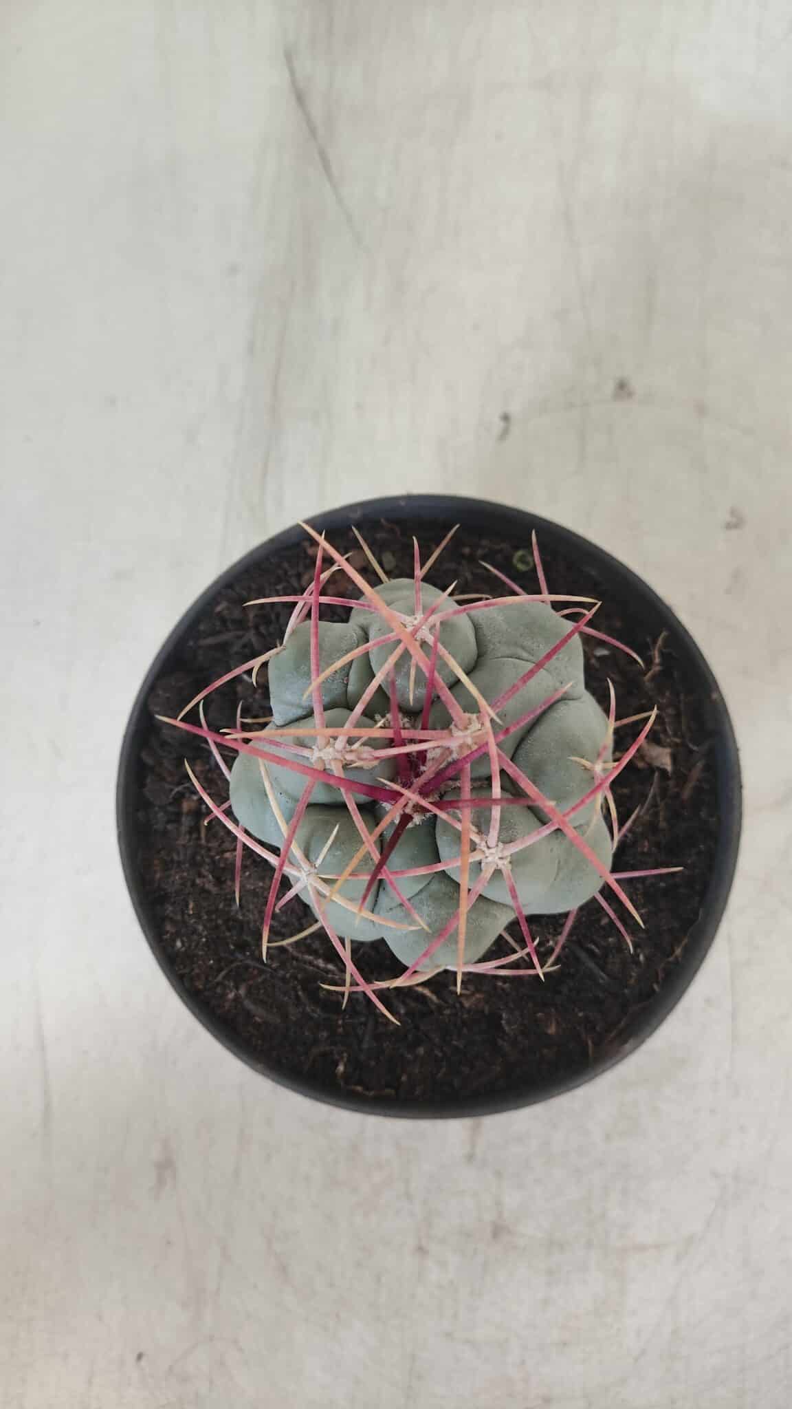 THELOCACTUS Hexaedrophorus Nº 105 – VASO 11
