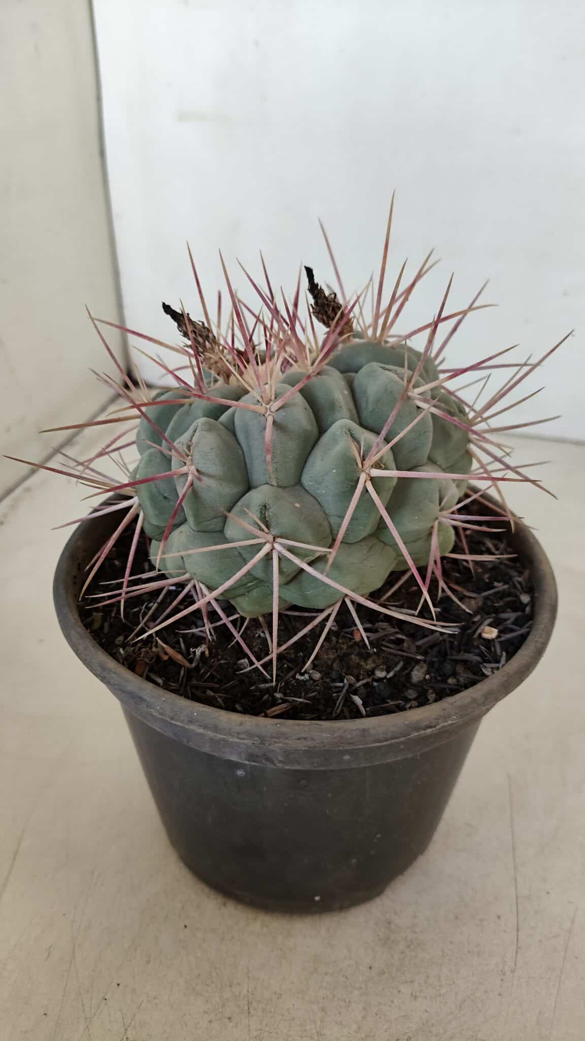 THELOCACTUS Hexaedrophorus Nº 105 – VASO 15 - foto 8