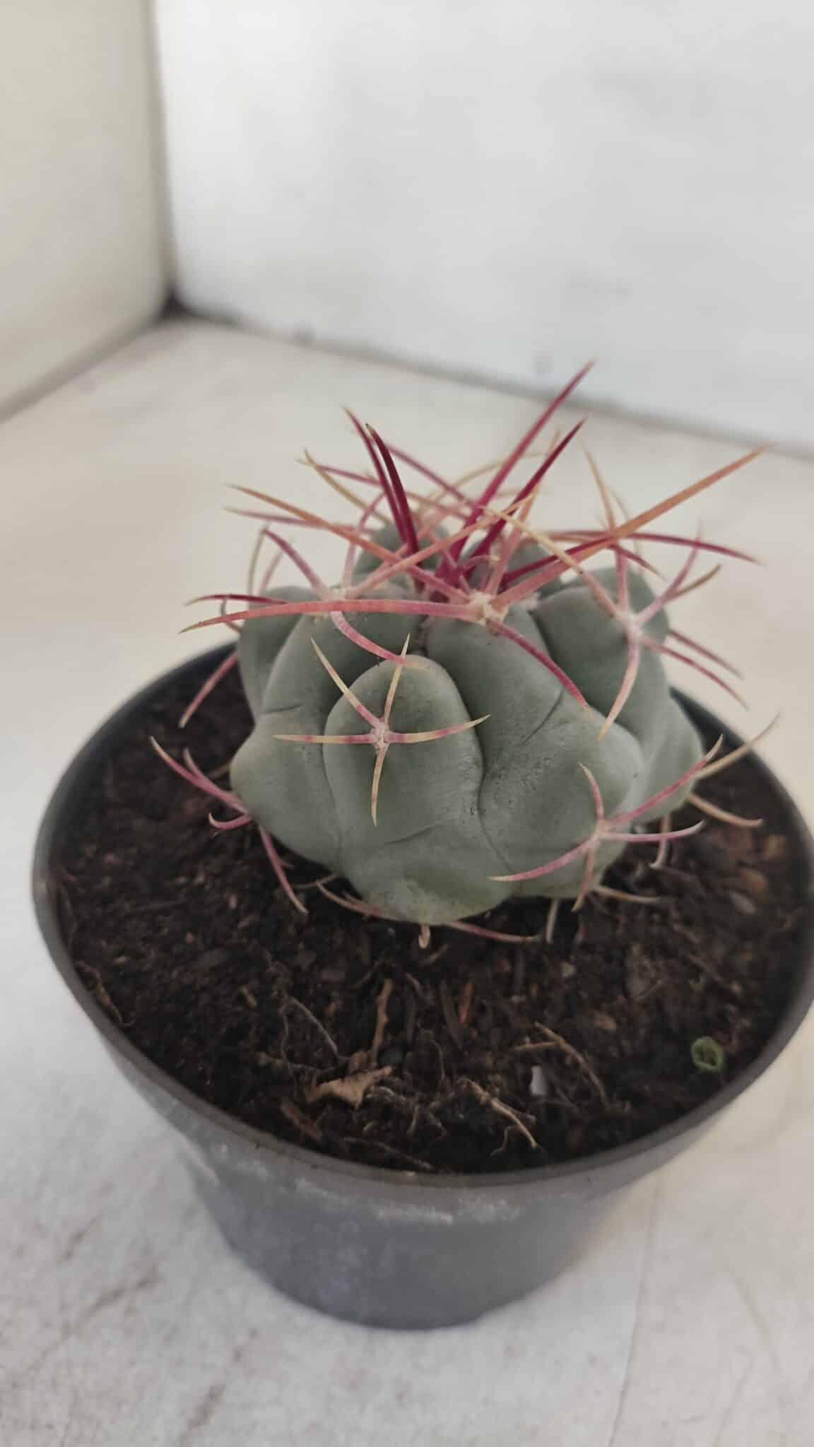 THELOCACTUS Hexaedrophorus Nº 105 – VASO 11