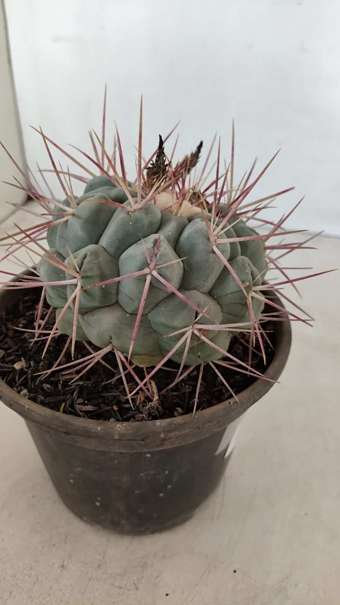 THELOCACTUS Hexaedrophorus Nº 105 – VASO 15 - foto 7