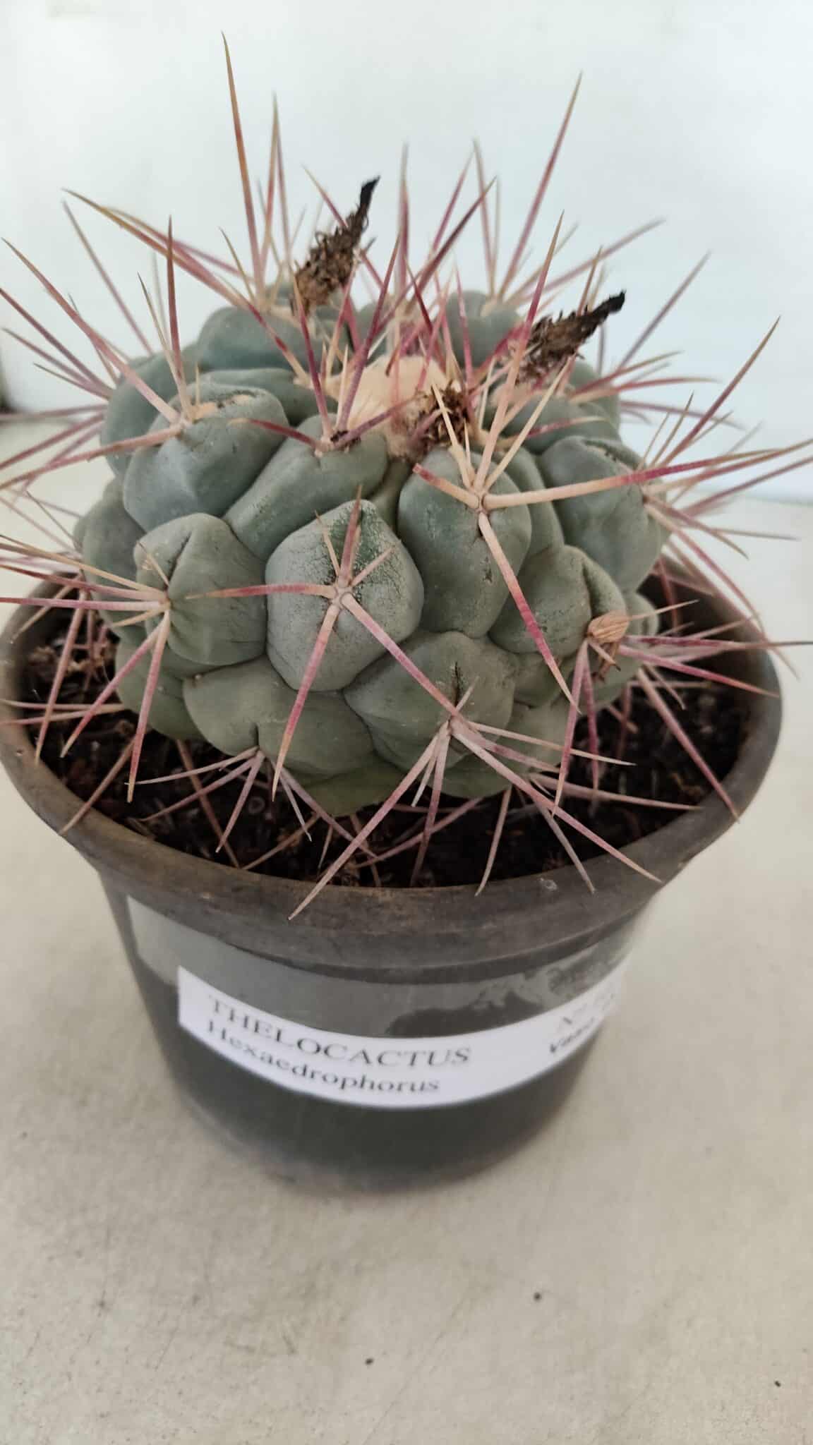 THELOCACTUS Hexaedrophorus Nº 105 – VASO 15 - foto 6