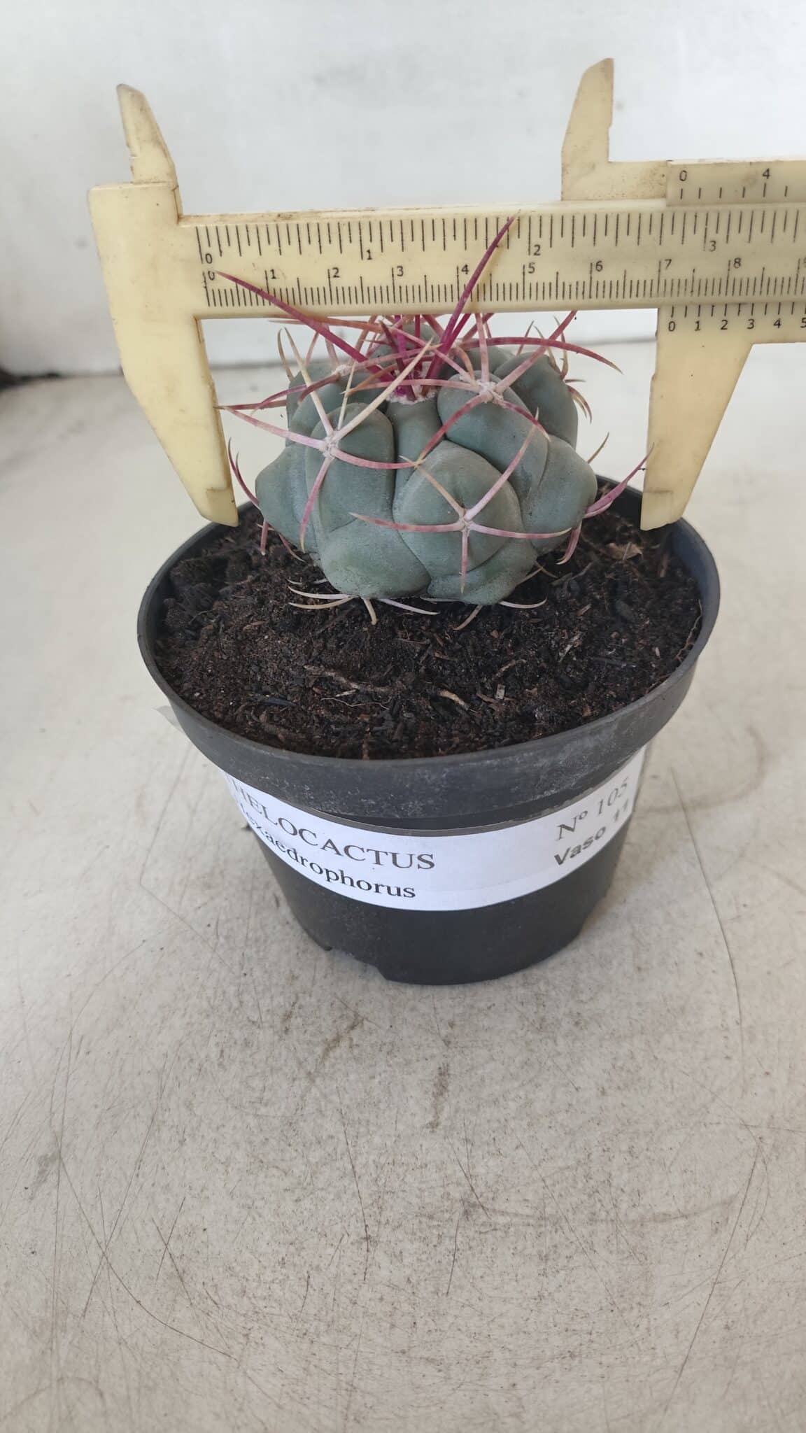 THELOCACTUS Hexaedrophorus Nº 105 – VASO 11