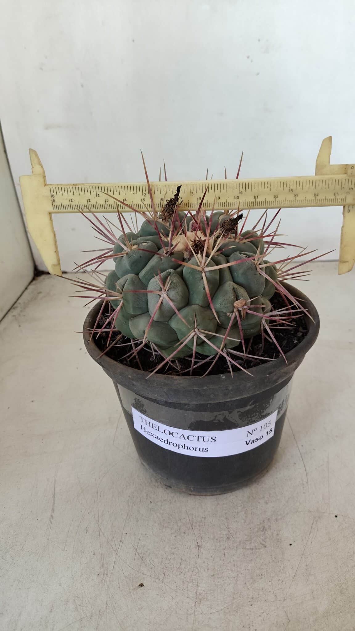 THELOCACTUS Hexaedrophorus Nº 105 – VASO 15 - foto 4