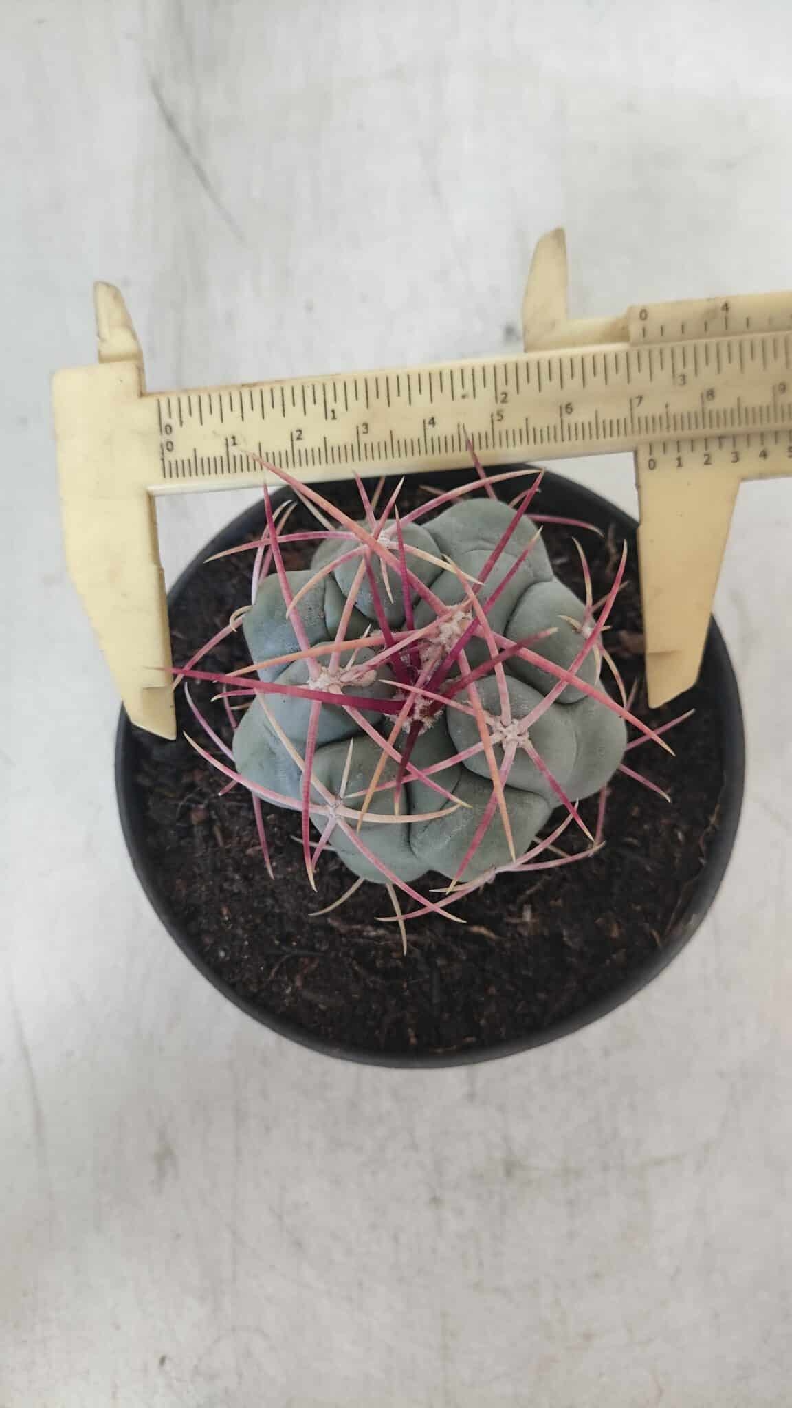 THELOCACTUS Hexaedrophorus Nº 105 – VASO 11