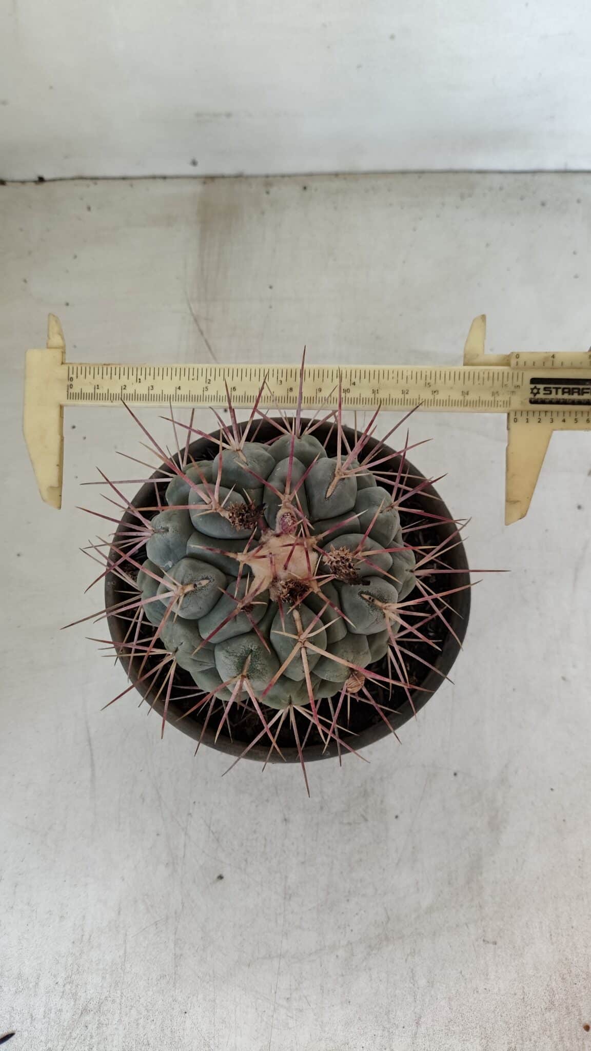 THELOCACTUS Hexaedrophorus Nº 105 – VASO 15 - foto 5
