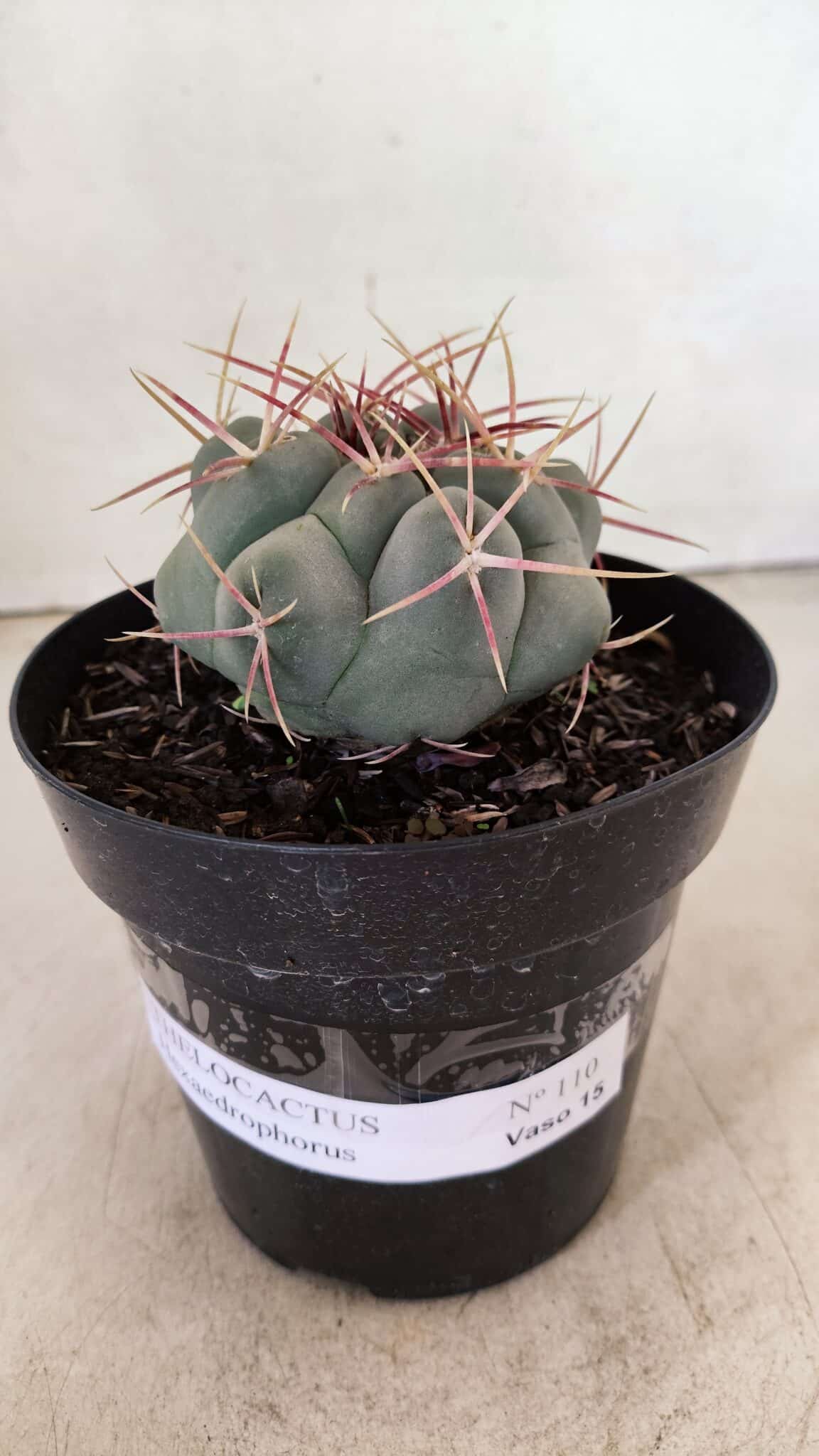 MATRIZ THELOCACTUS Hexaedrophorus Nº 110 – VASO 15 - foto 2