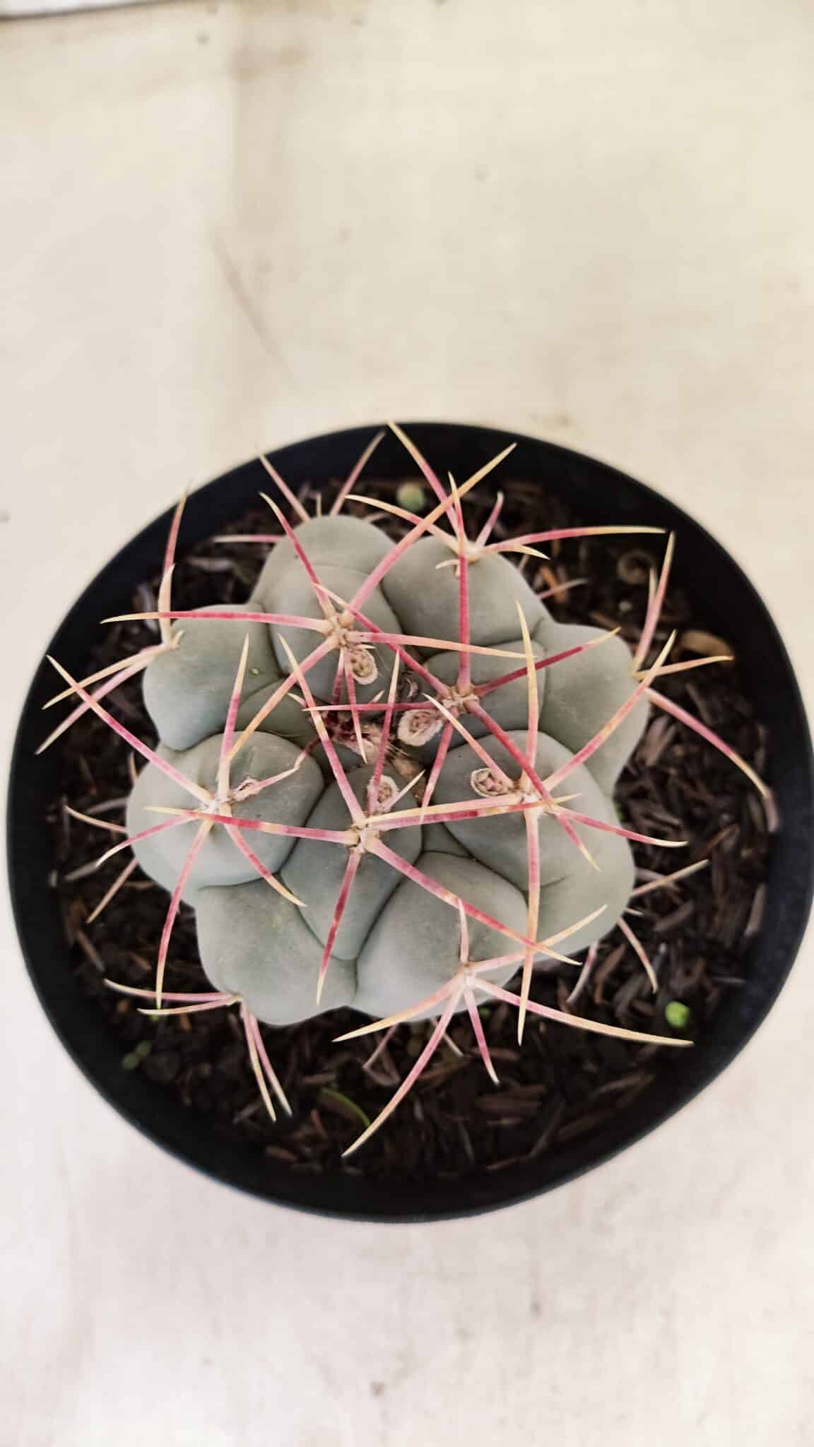 MATRIZ THELOCACTUS Hexaedrophorus Nº 110 – VASO 15 - foto 3