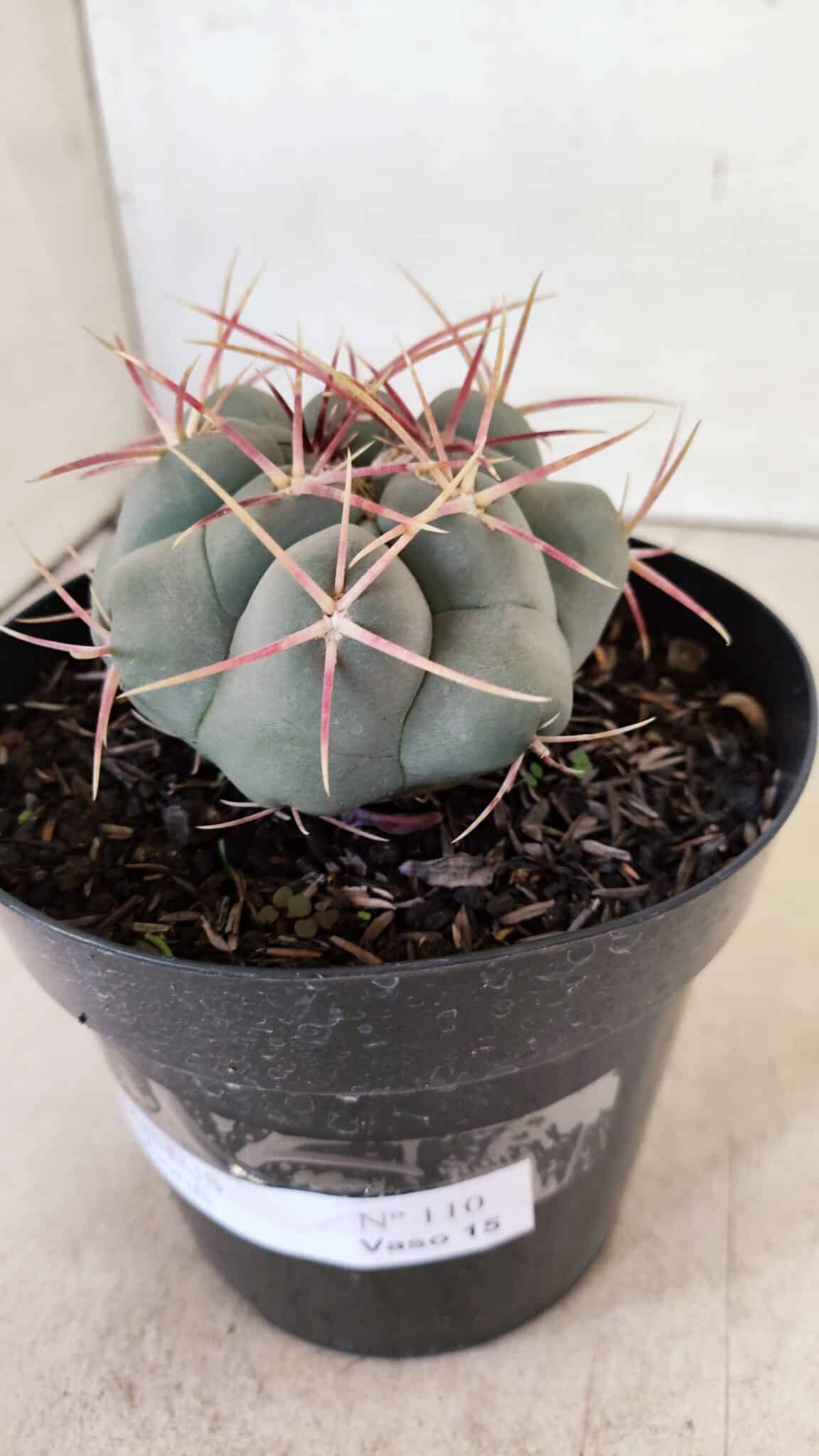 MATRIZ THELOCACTUS Hexaedrophorus Nº 110 – VASO 15 - foto 8