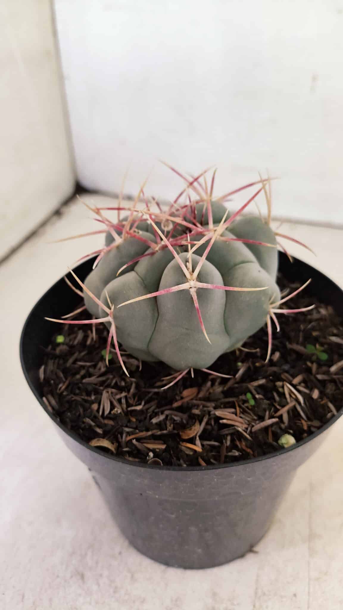 MATRIZ THELOCACTUS Hexaedrophorus Nº 110 – VASO 15 - foto 7