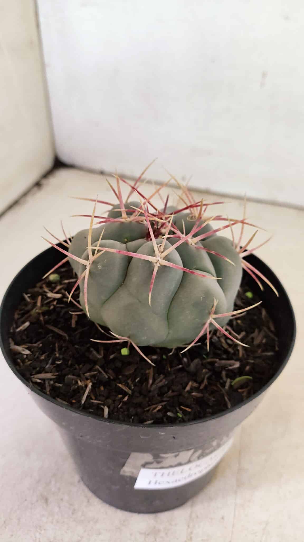 MATRIZ THELOCACTUS Hexaedrophorus Nº 110 – VASO 15 - foto 6