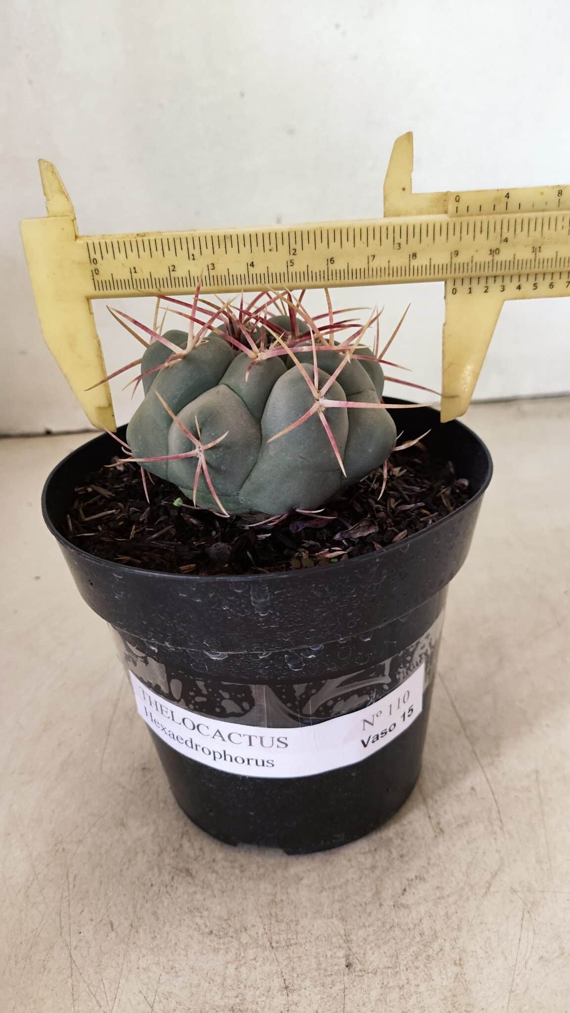 MATRIZ THELOCACTUS Hexaedrophorus Nº 110 – VASO 15 - foto 4