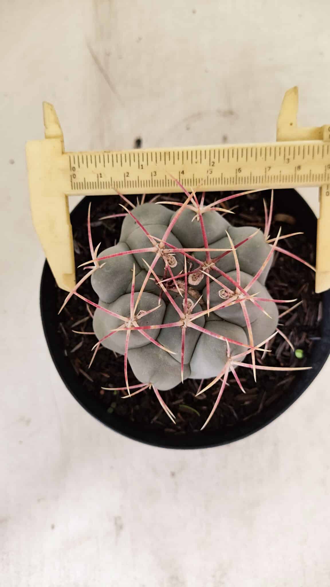 MATRIZ THELOCACTUS Hexaedrophorus Nº 110 – VASO 15 - foto 5