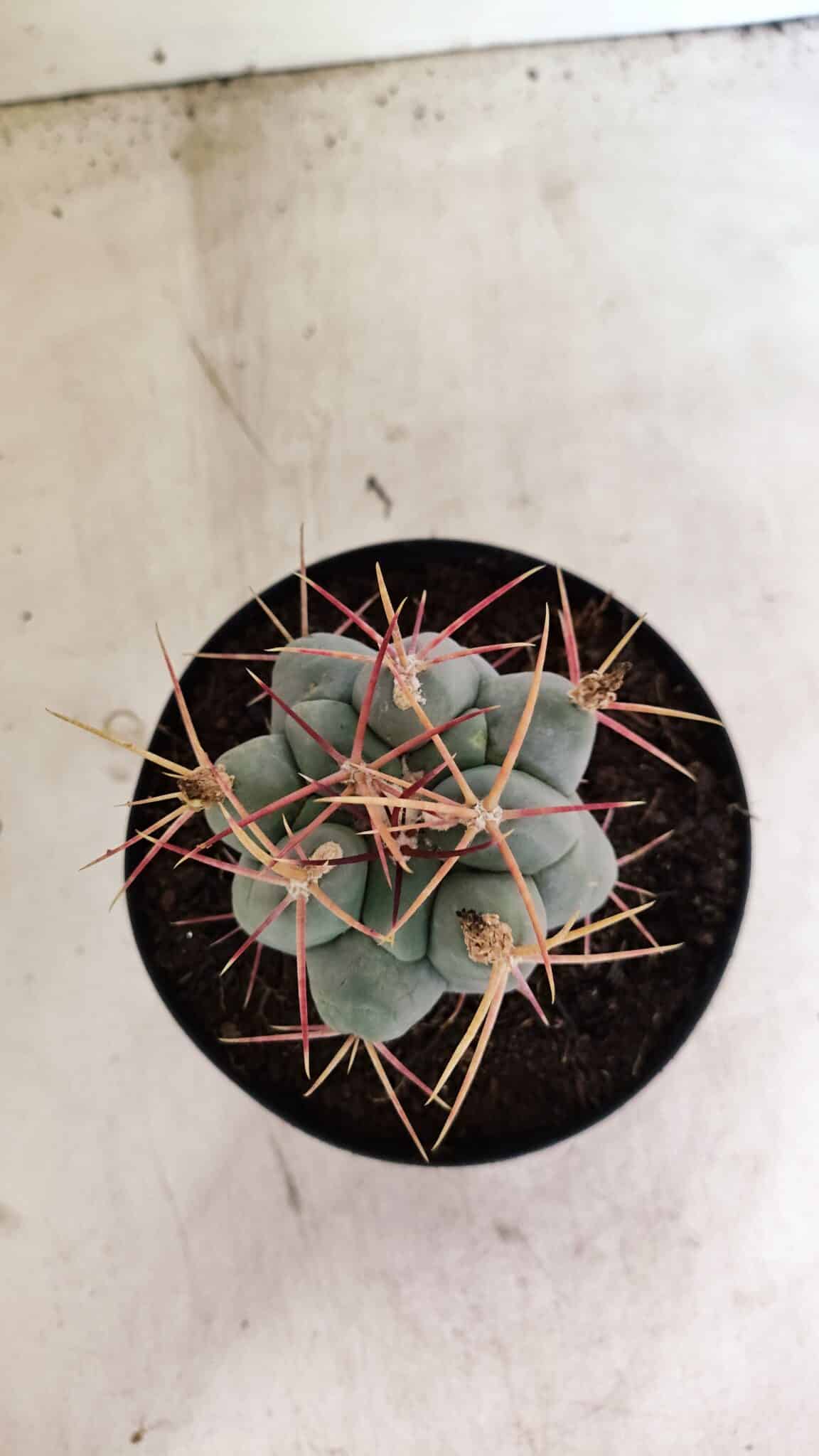 MATRIZ THELOCACTUS Hexaedrophorus Nº 120 – VASO 15 - foto 3