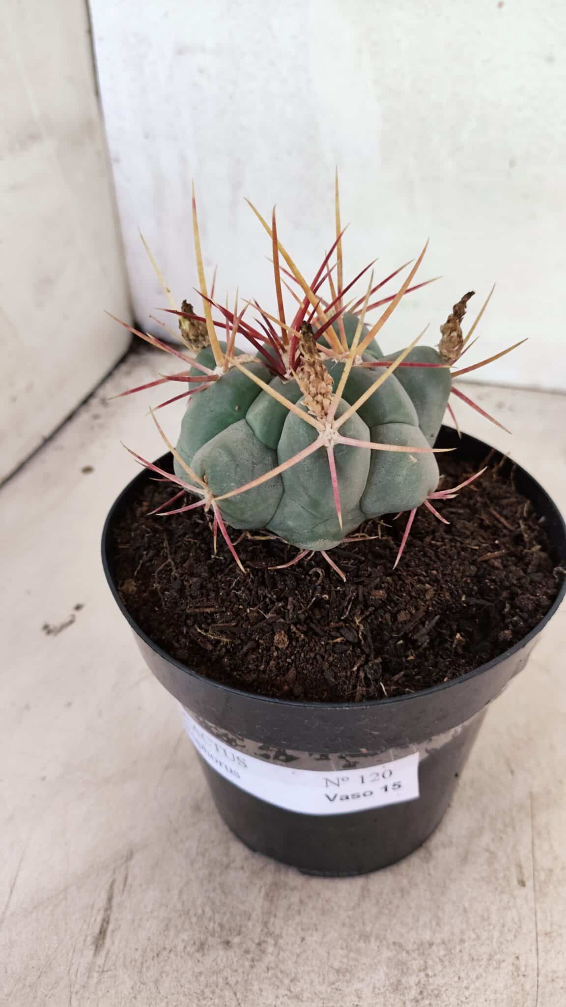 MATRIZ THELOCACTUS Hexaedrophorus Nº 120 – VASO 15 - foto 2