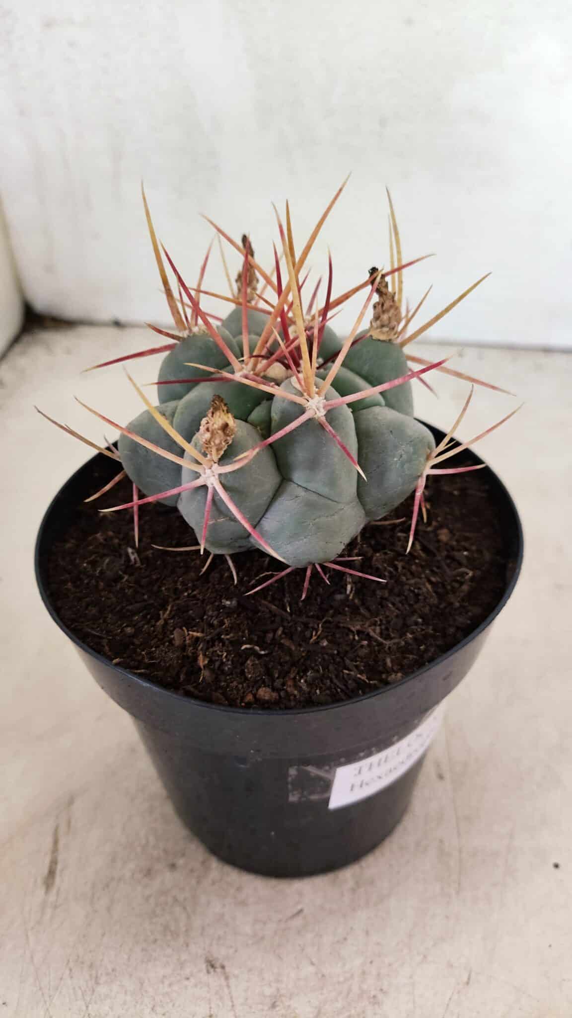 MATRIZ THELOCACTUS Hexaedrophorus Nº 120 – VASO 15 - foto 5
