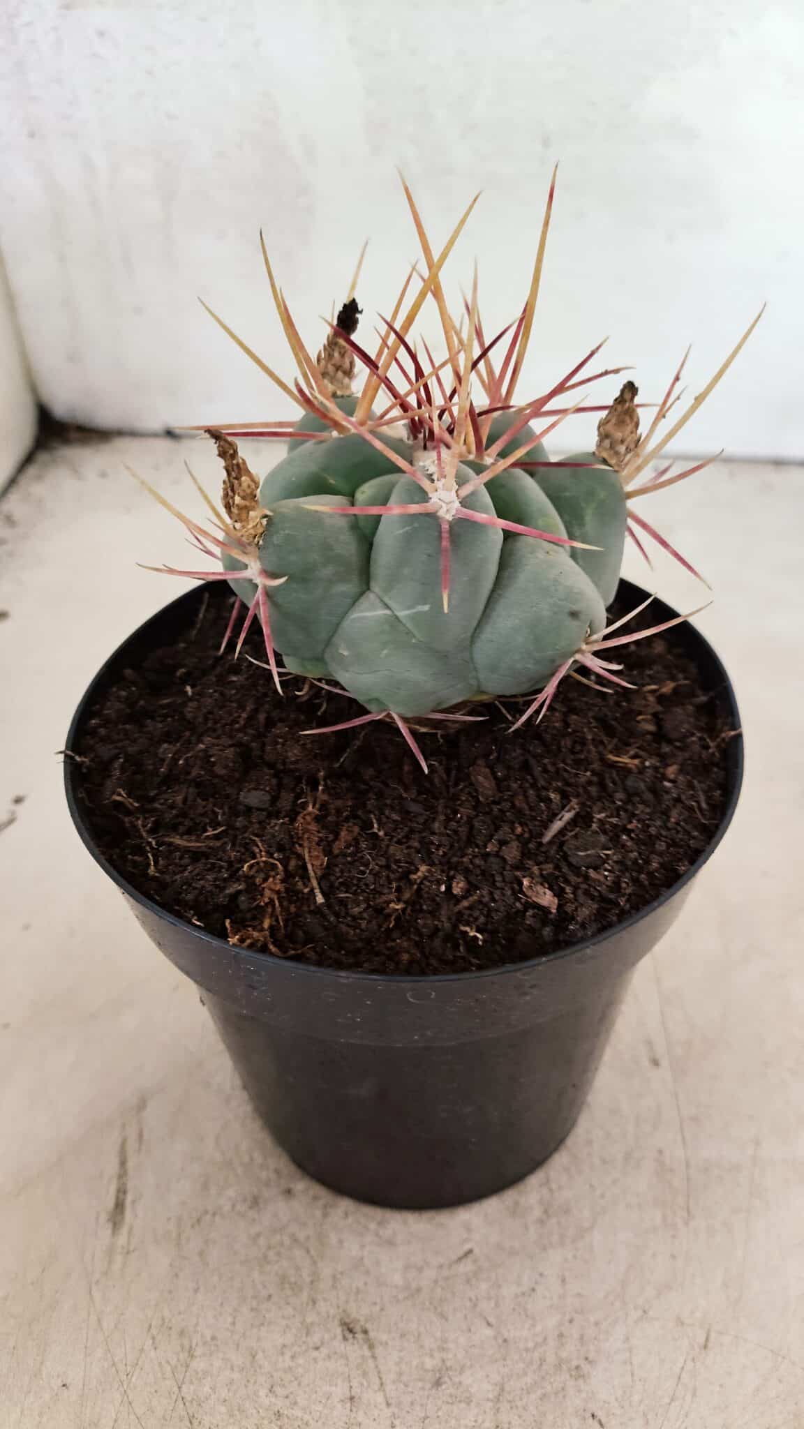 MATRIZ THELOCACTUS Hexaedrophorus Nº 120 – VASO 15 - foto 6