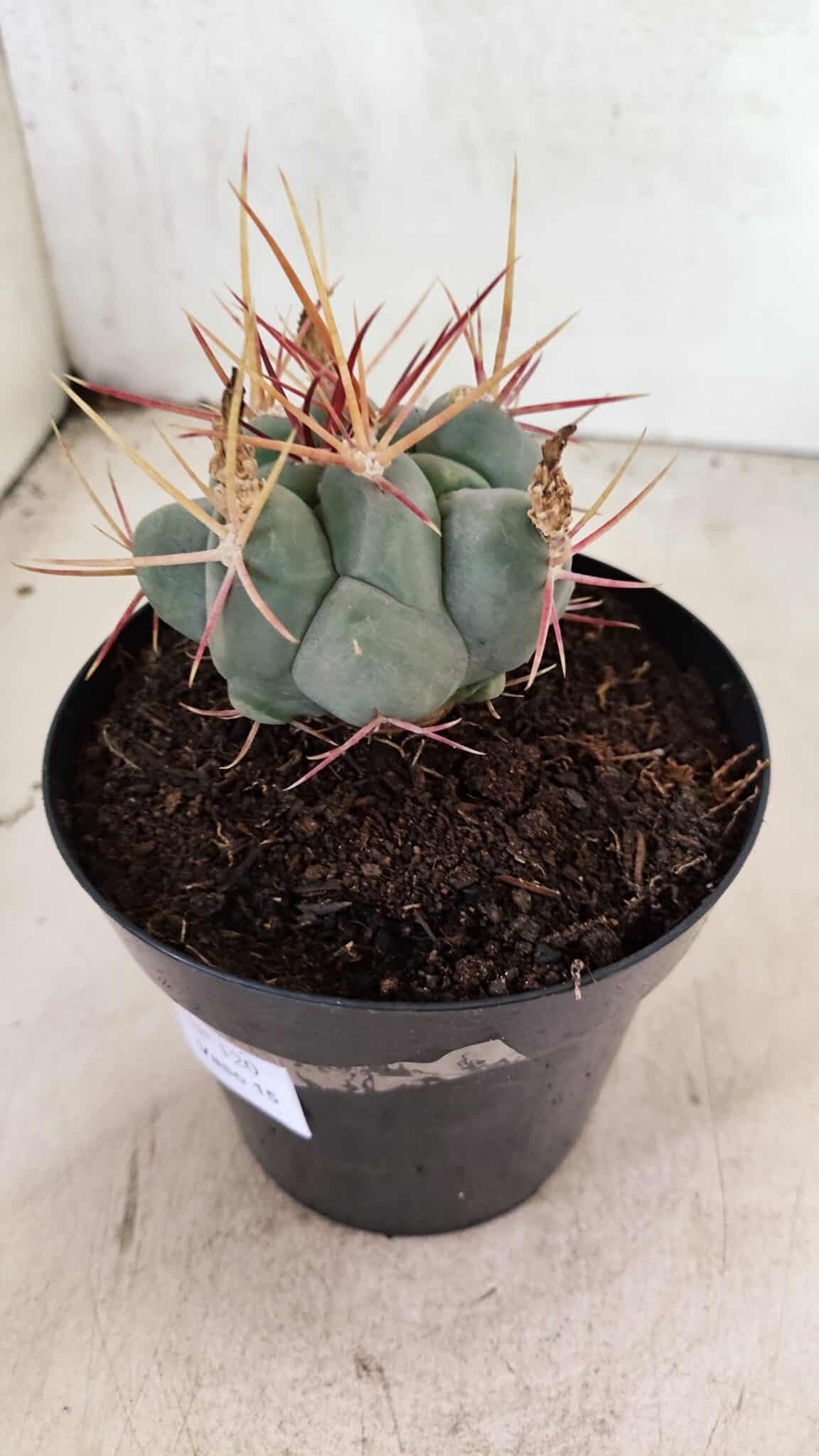 MATRIZ THELOCACTUS Hexaedrophorus Nº 120 – VASO 15 - foto 7