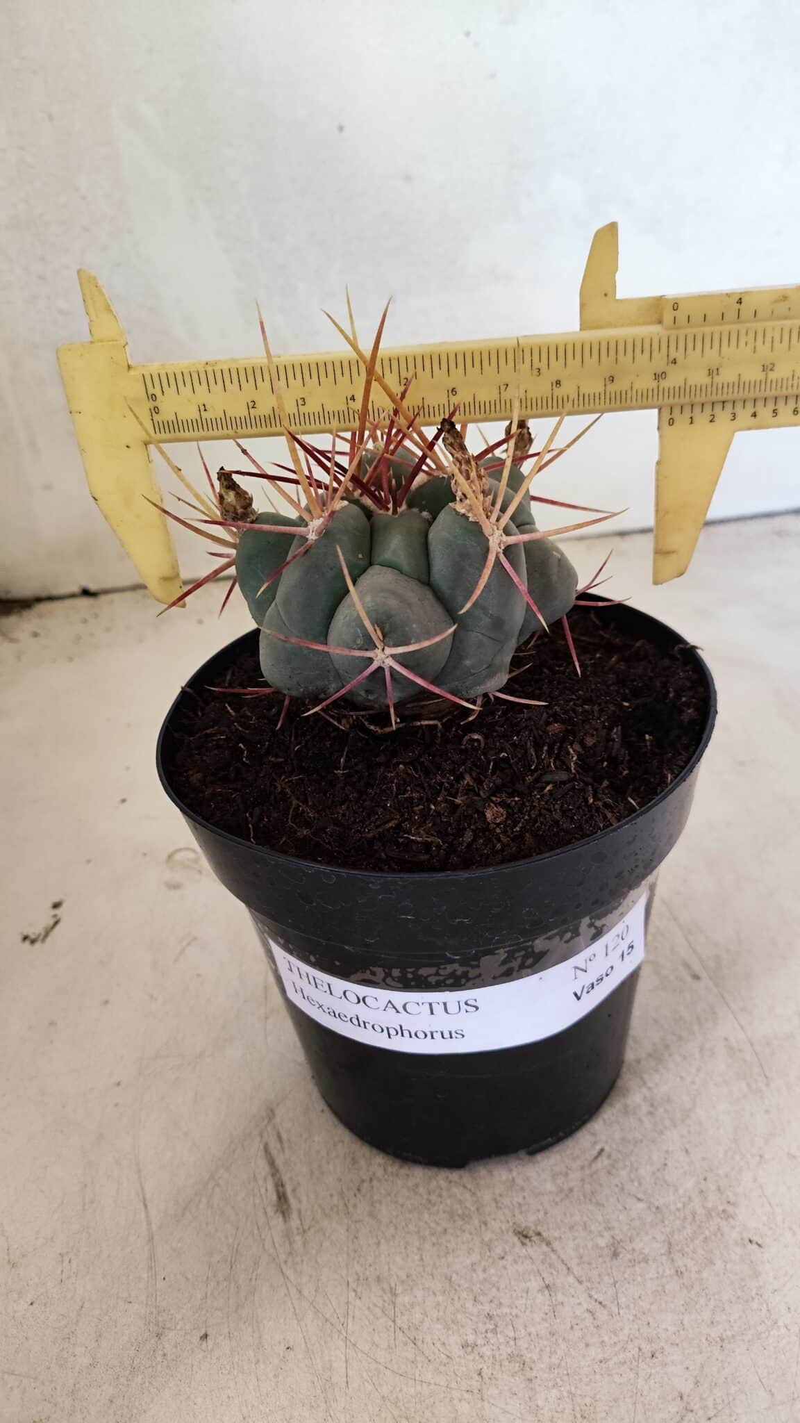MATRIZ THELOCACTUS Hexaedrophorus Nº 120 – VASO 15 - foto 4