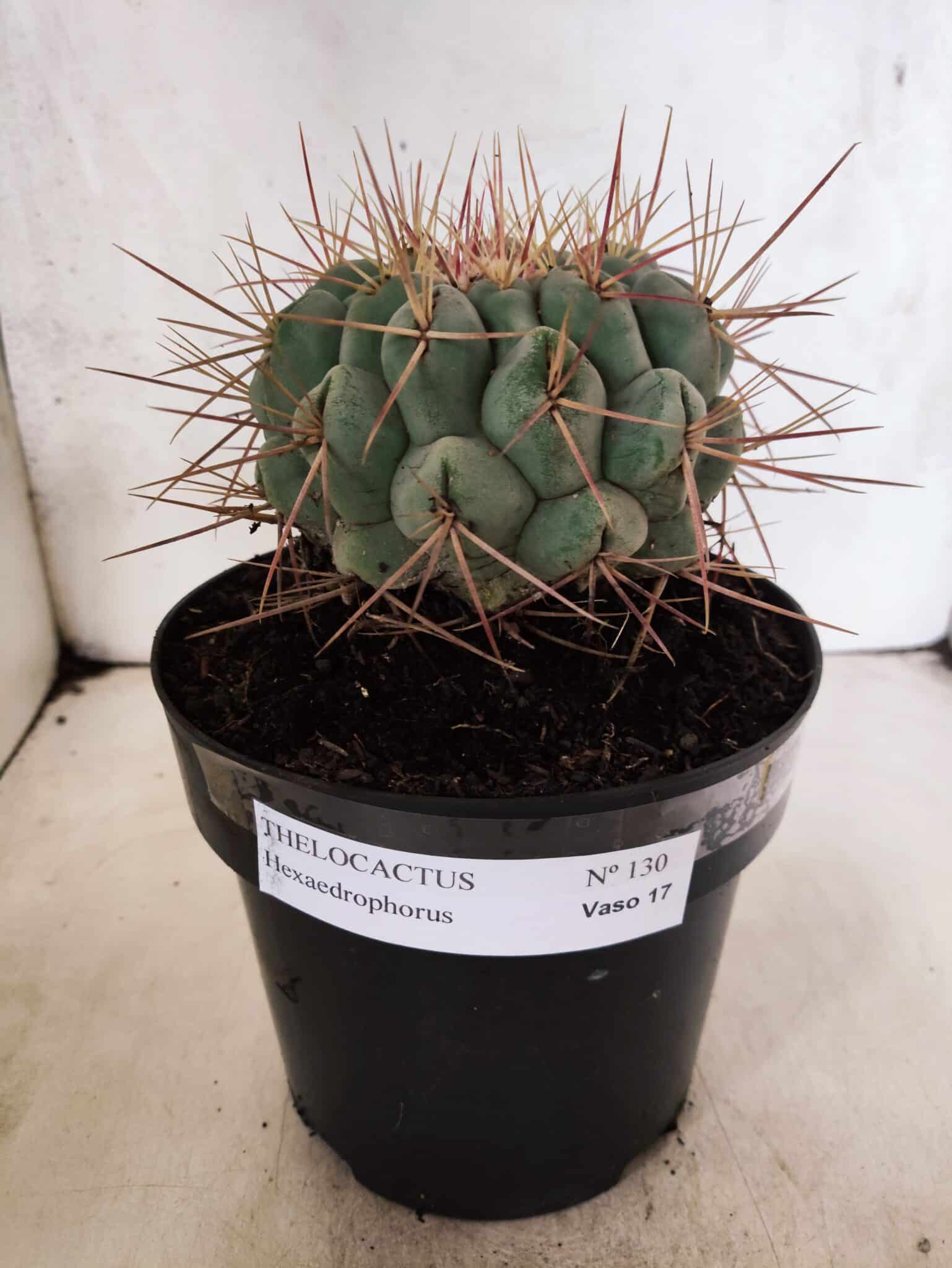 THELOCACTUS Hexaedrophorus Nº 130 – VASO 17 - foto 2