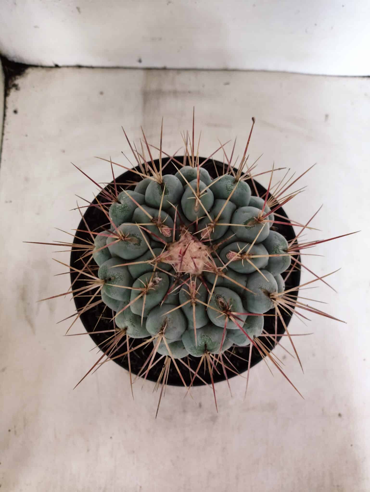 THELOCACTUS Hexaedrophorus Nº 130 – VASO 17 - foto 3