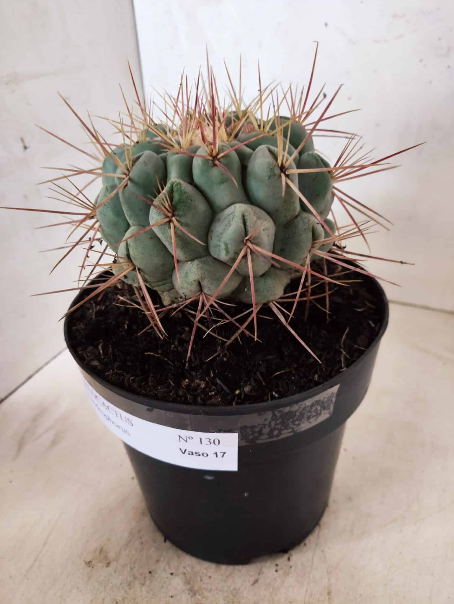 THELOCACTUS Hexaedrophorus Nº 130 – VASO 17 - foto 8
