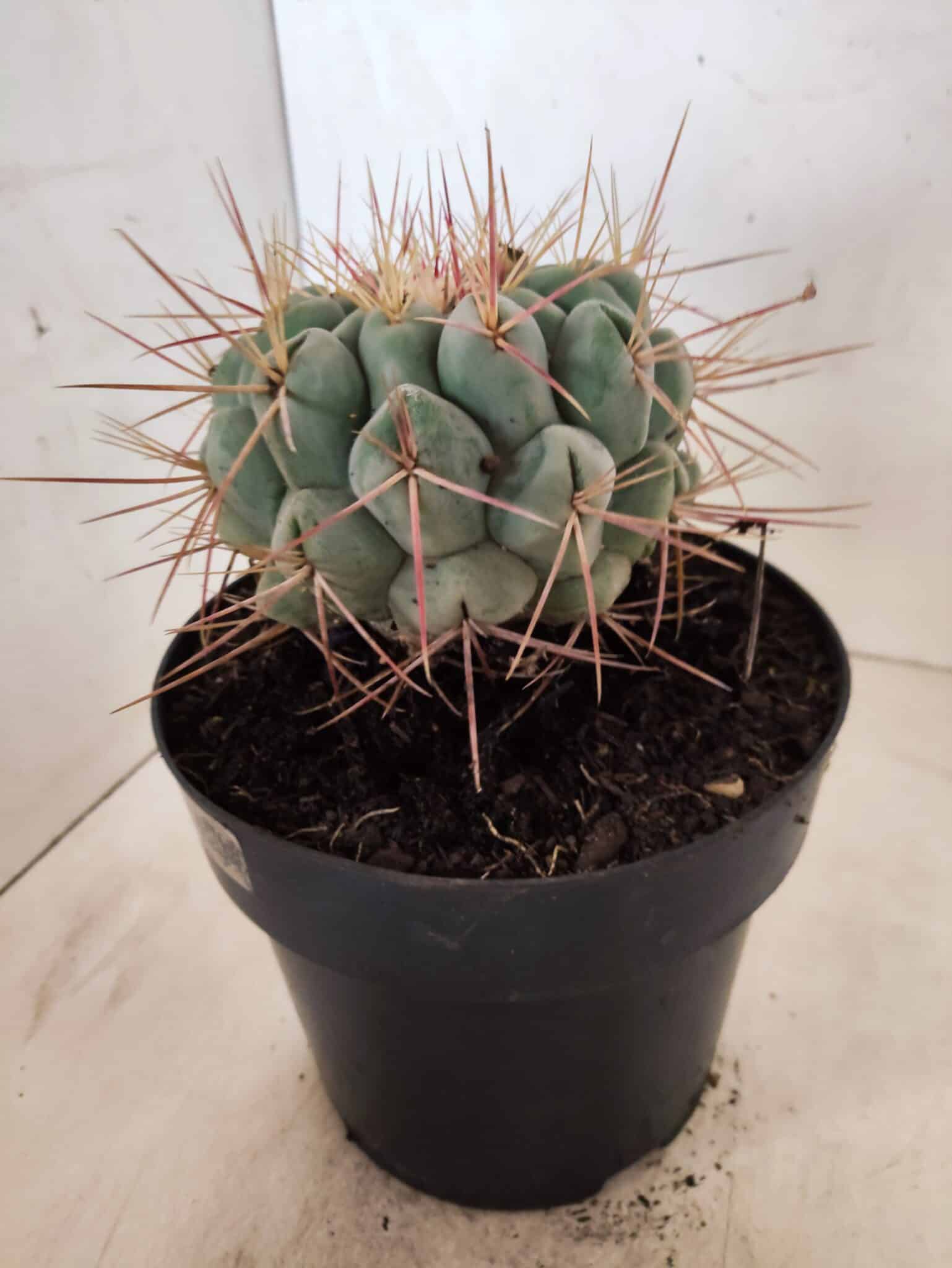 THELOCACTUS Hexaedrophorus Nº 130 – VASO 17 - foto 7