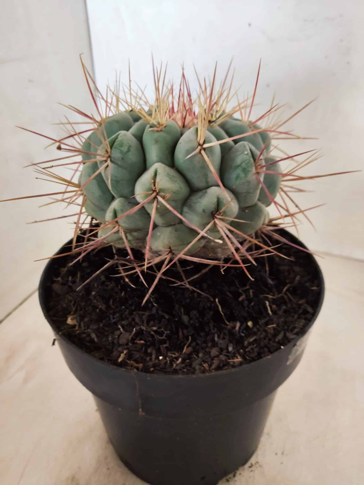 THELOCACTUS Hexaedrophorus Nº 130 – VASO 17 - foto 6