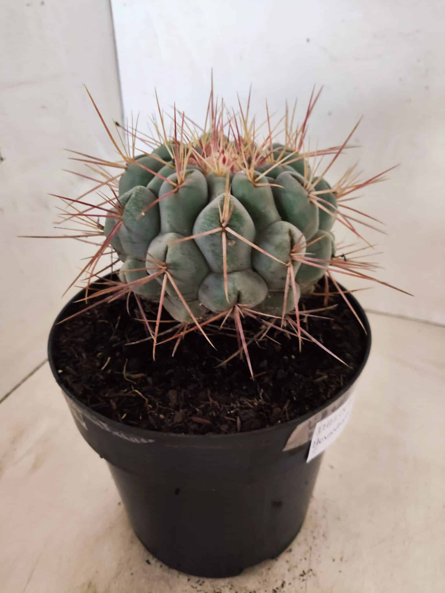 THELOCACTUS Hexaedrophorus Nº 130 – VASO 17 - foto 5