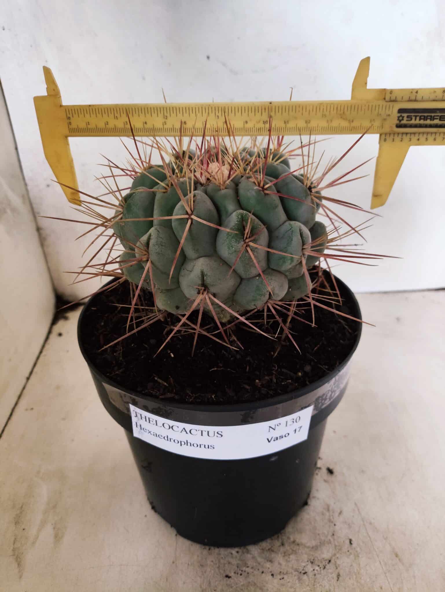 THELOCACTUS Hexaedrophorus Nº 130 – VASO 17 - foto 4