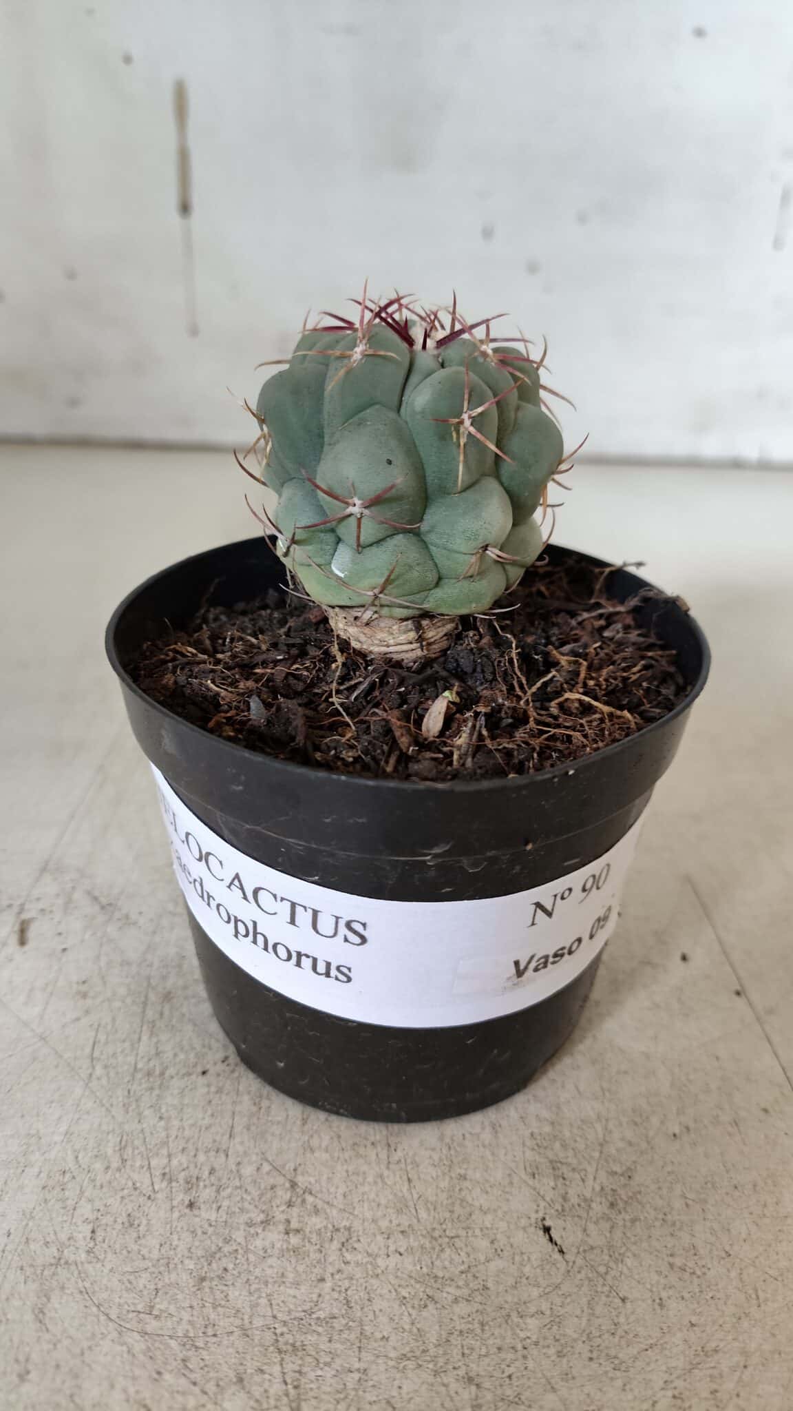 THELOCACTUS Hexaedrophorus Nº 90 – VASO 09