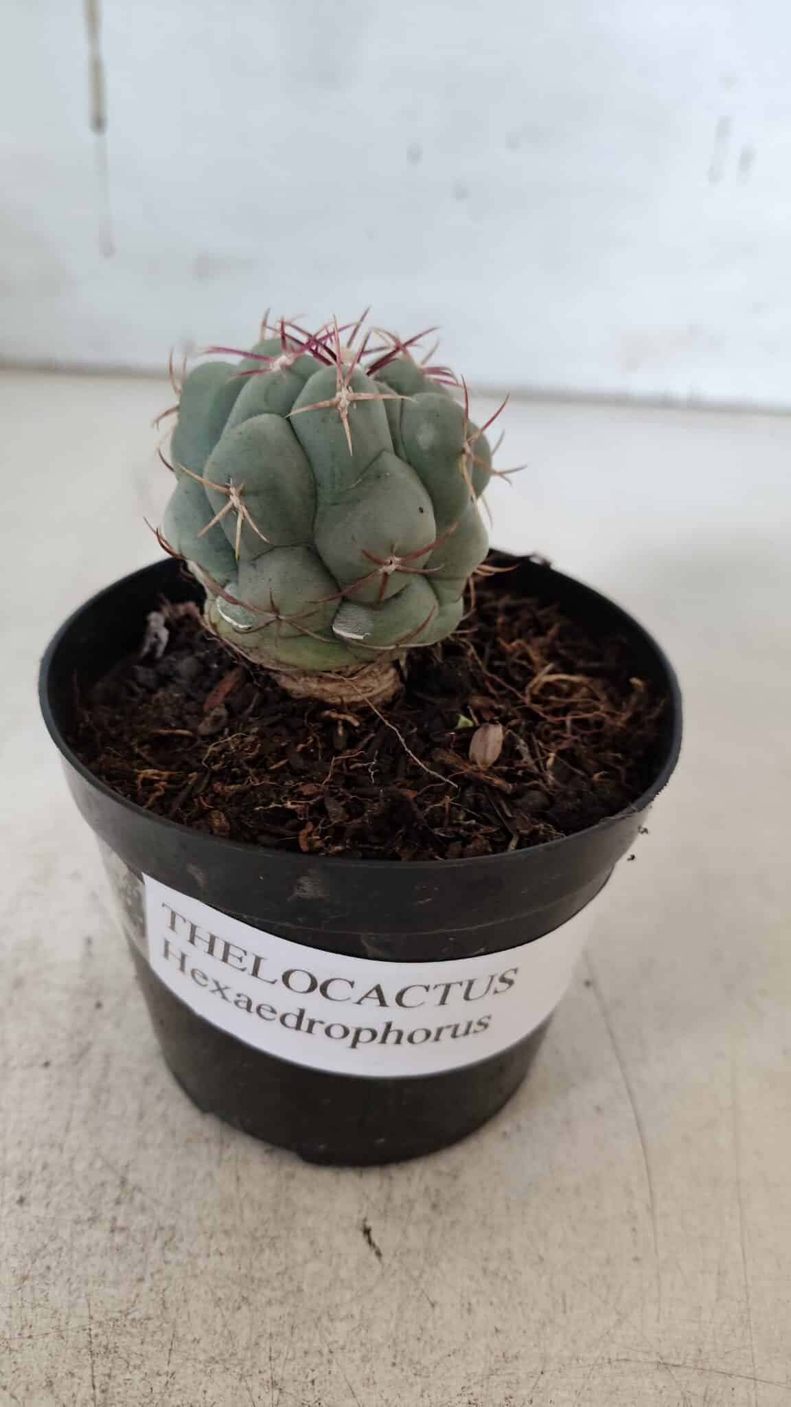 THELOCACTUS Hexaedrophorus Nº 90 – VASO 09