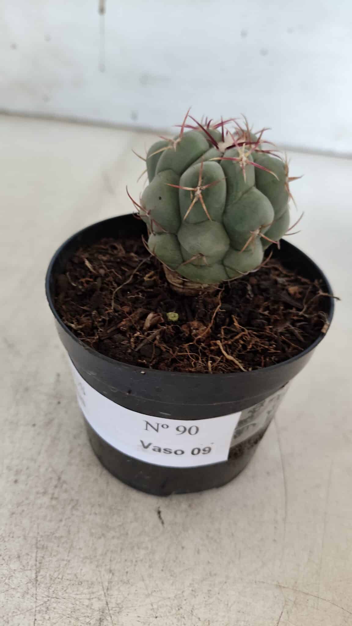 THELOCACTUS Hexaedrophorus Nº 90 – VASO 09