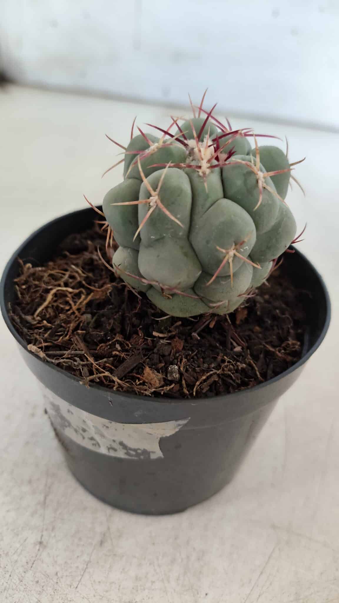 THELOCACTUS Hexaedrophorus Nº 90 – VASO 09