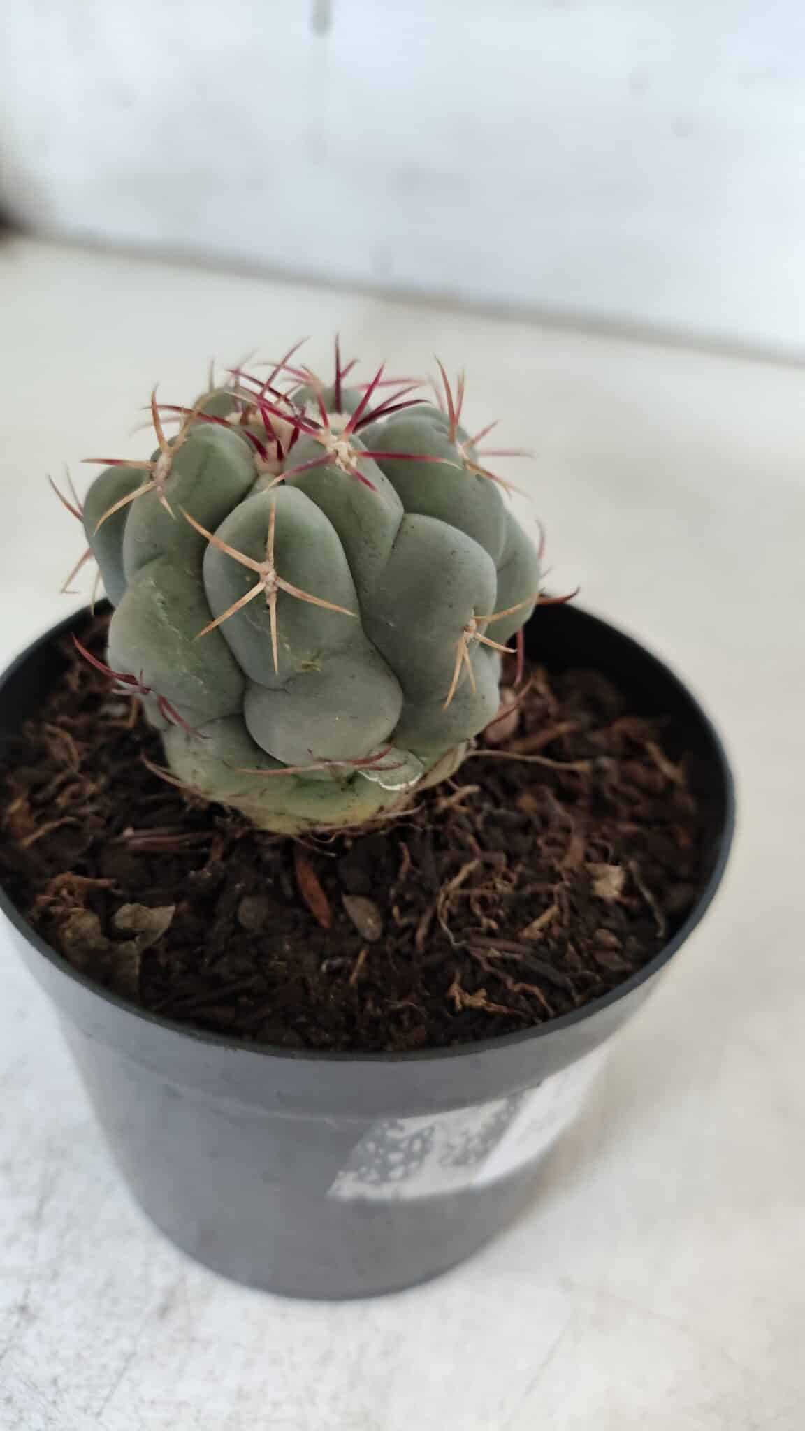 THELOCACTUS Hexaedrophorus Nº 90 – VASO 09