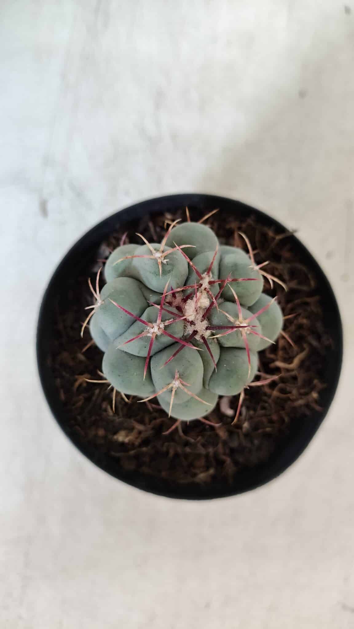 THELOCACTUS Hexaedrophorus Nº 90 – VASO 09