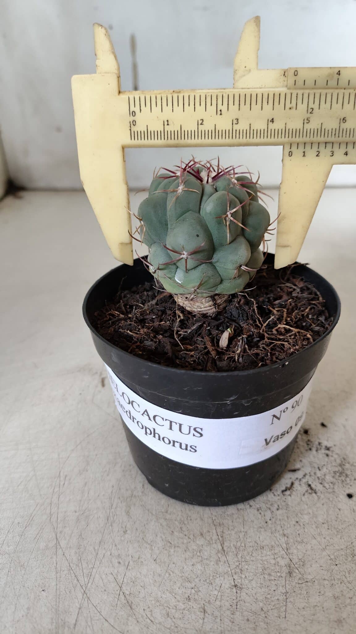 THELOCACTUS Hexaedrophorus Nº 90 – VASO 09