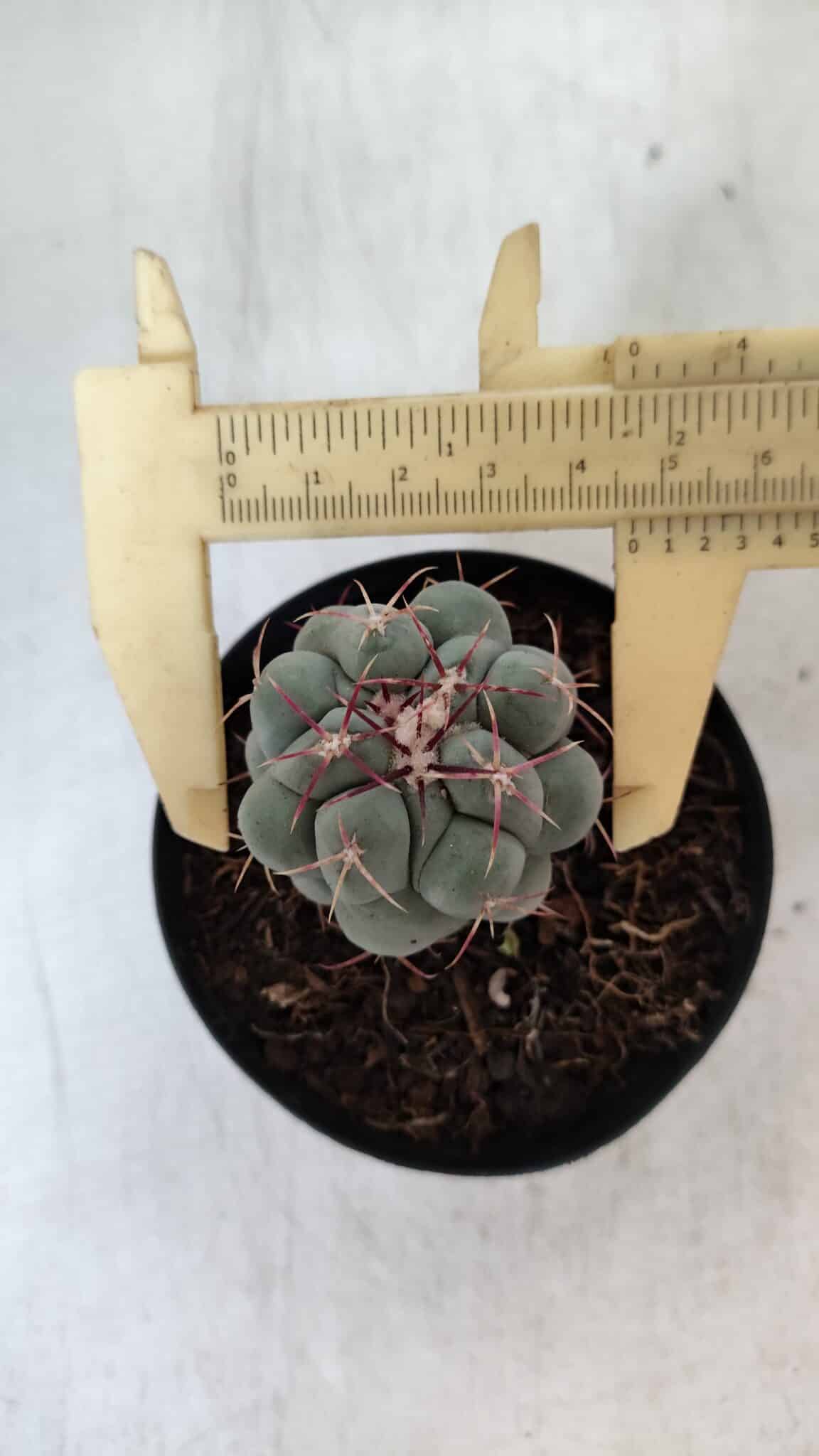 THELOCACTUS Hexaedrophorus Nº 90 – VASO 09